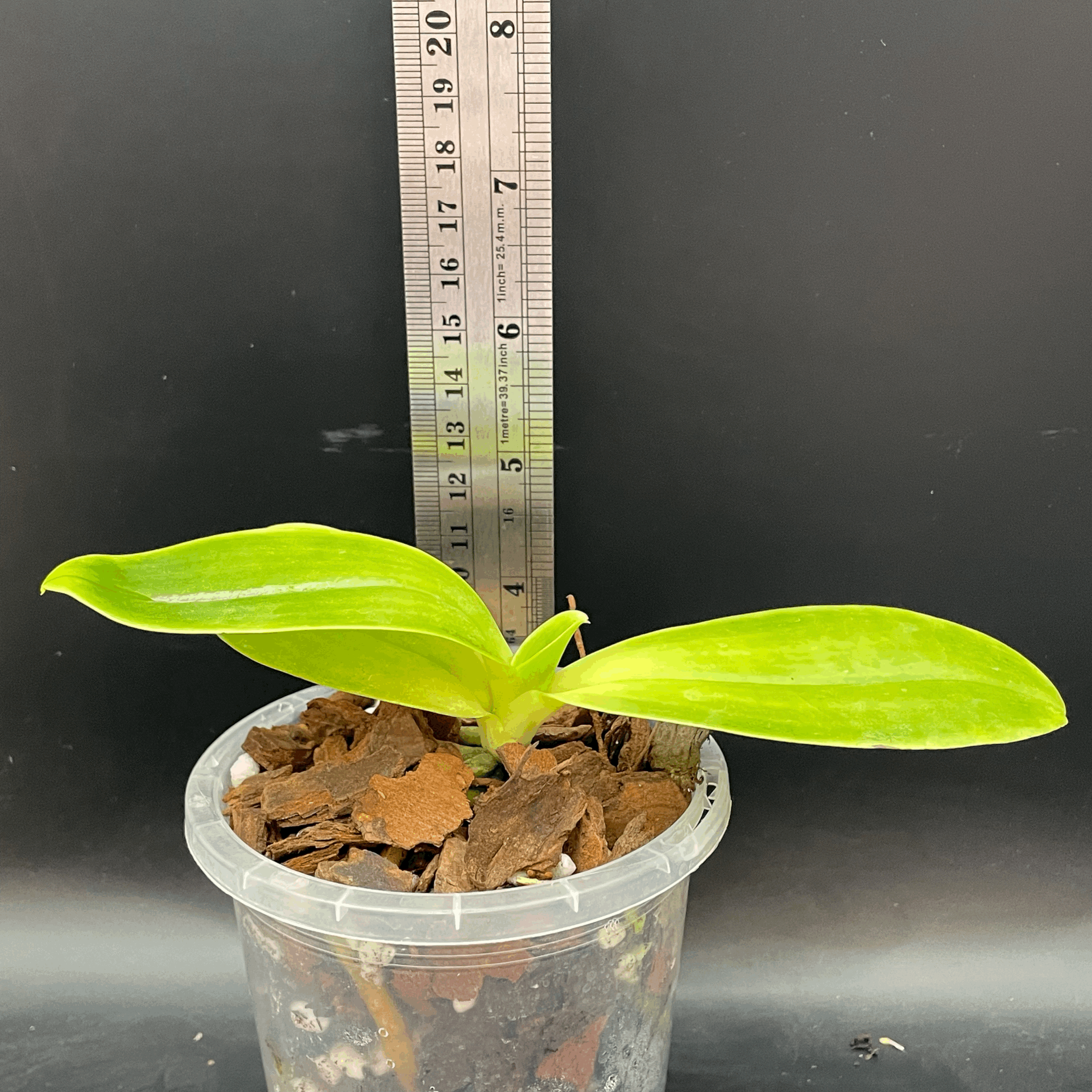 Phalaenopsis hieroglyphica seedling for sale in NZ – grown by Orchid Obsession\
