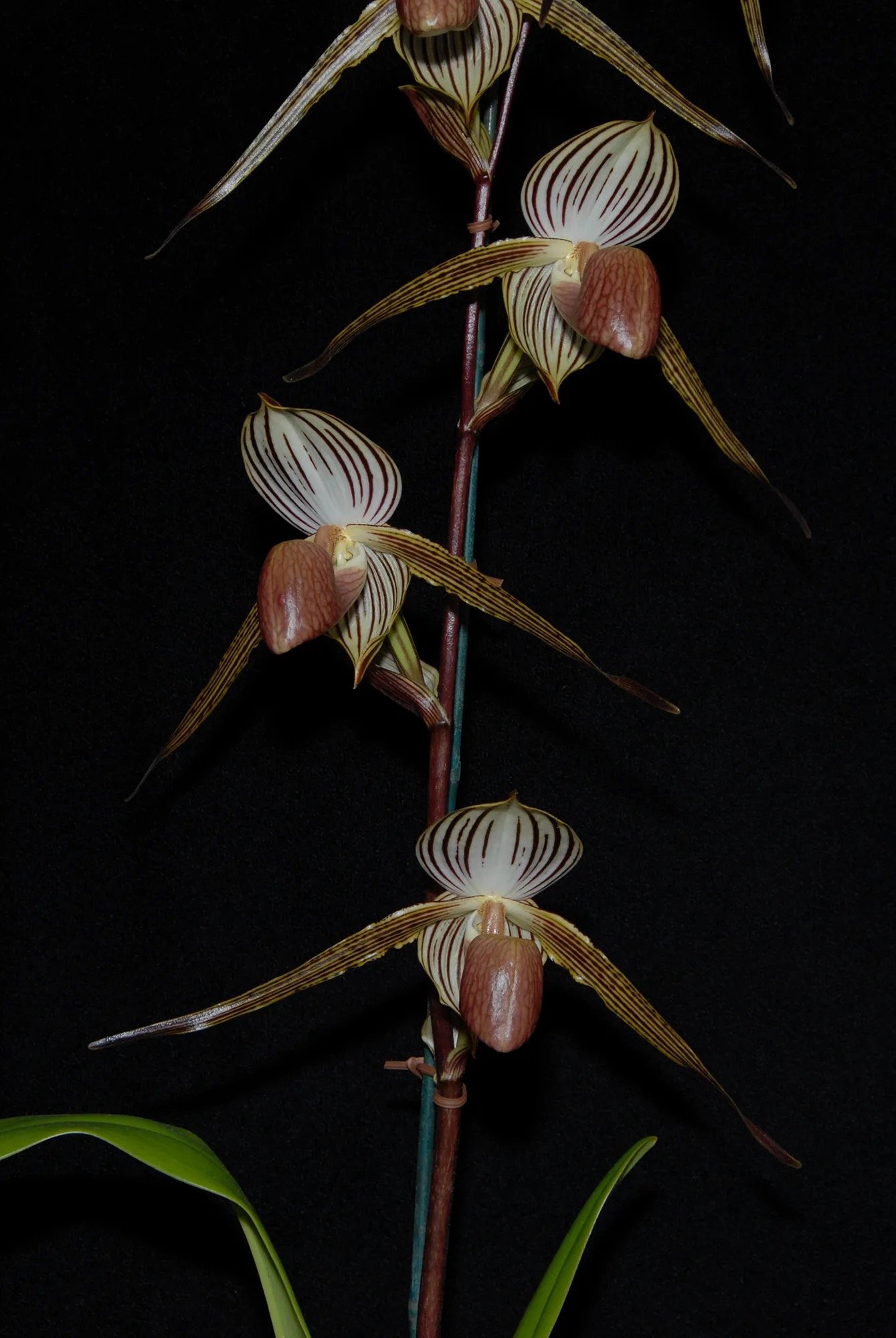 Paphiopedilum Lady Isobel hybrid orchid – example of the flower of the cross, showing large multifloral blooms
