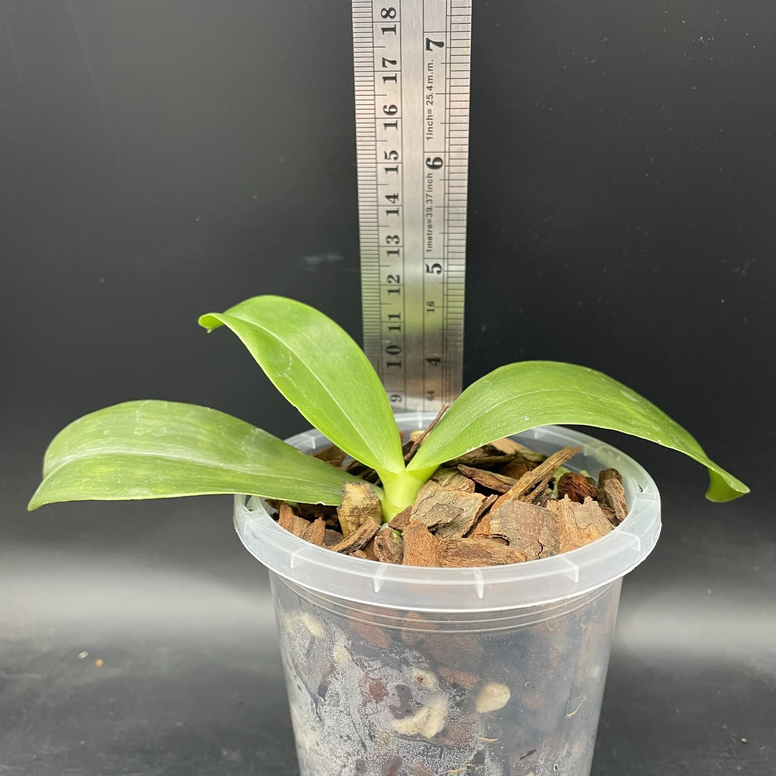 Phalaenopsis Mituo Gelb Eagle "Y1" x Phalaenopsis amboinensis var. flava seedling for sale in NZ – grown by Orchid Obsession.