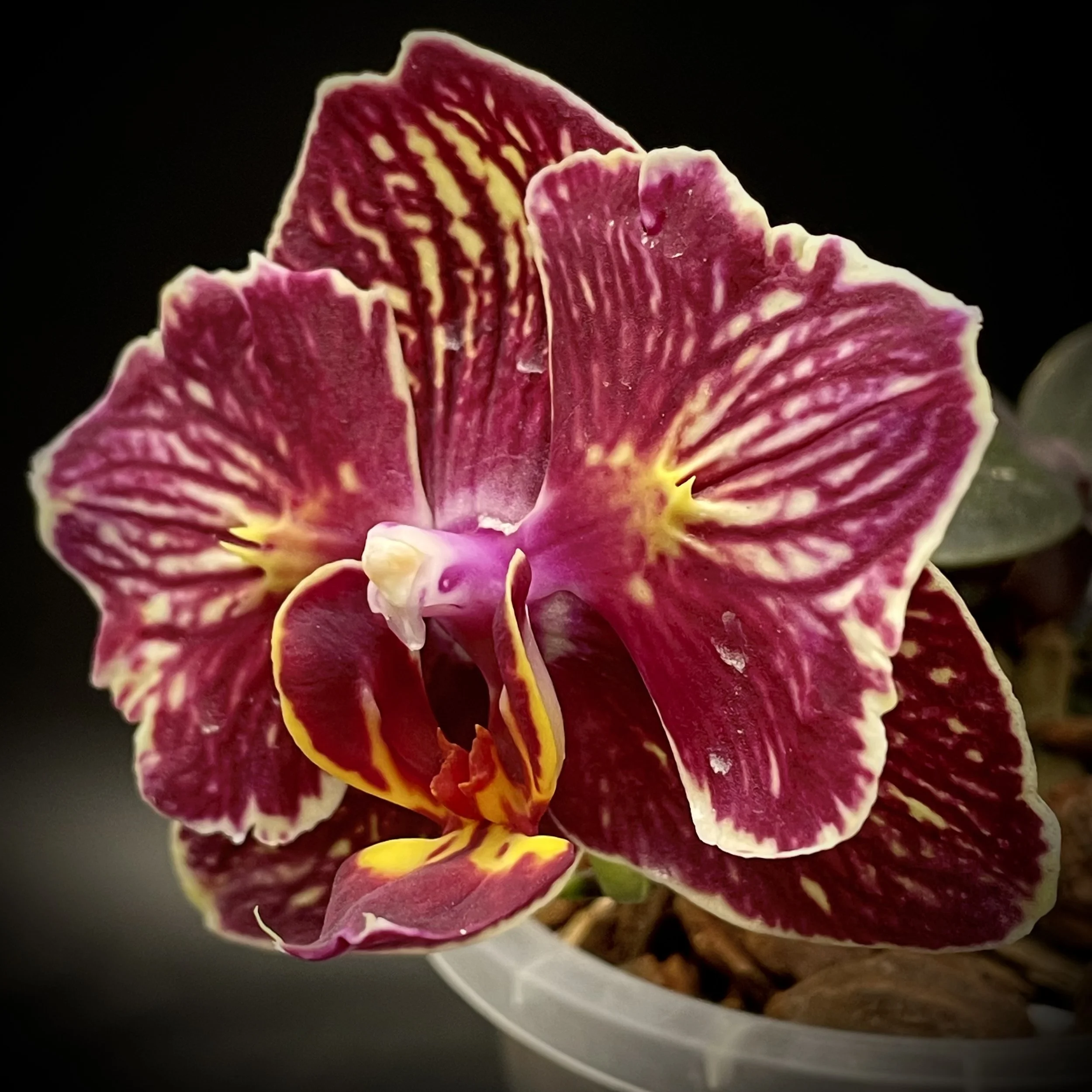 Phalaenopsis I-Hsin Cherry Bomb 'Peloric'