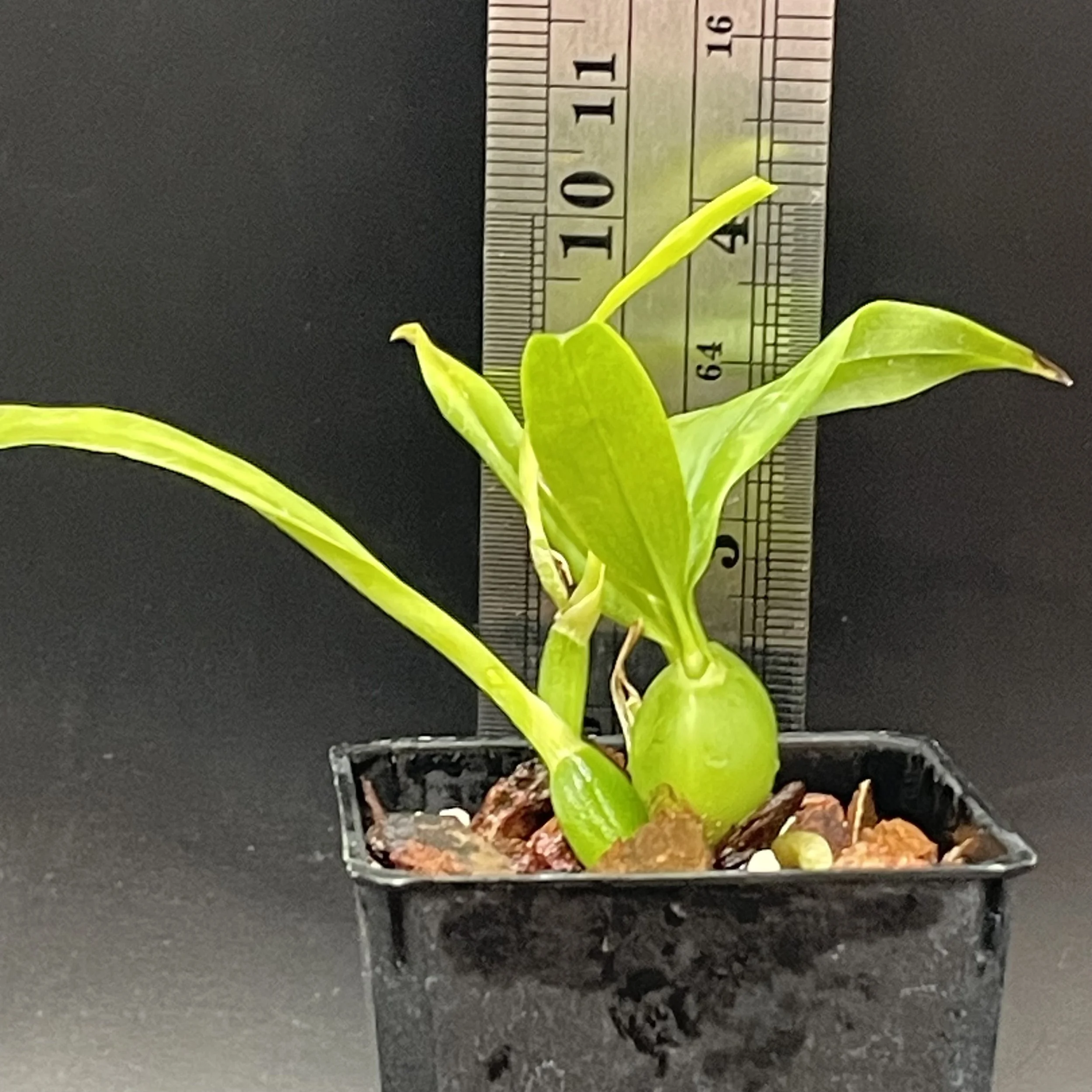Prosthechea cochleata seedling for sale in NZ – grown by Orchid Obsession
