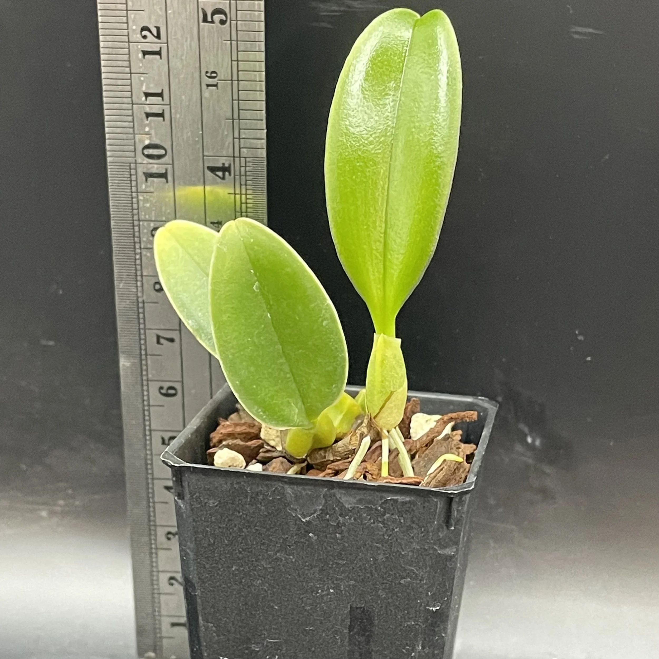 Bulbophyllum ornatissimum seedling for sale in NZ – grown by Orchid Obsession