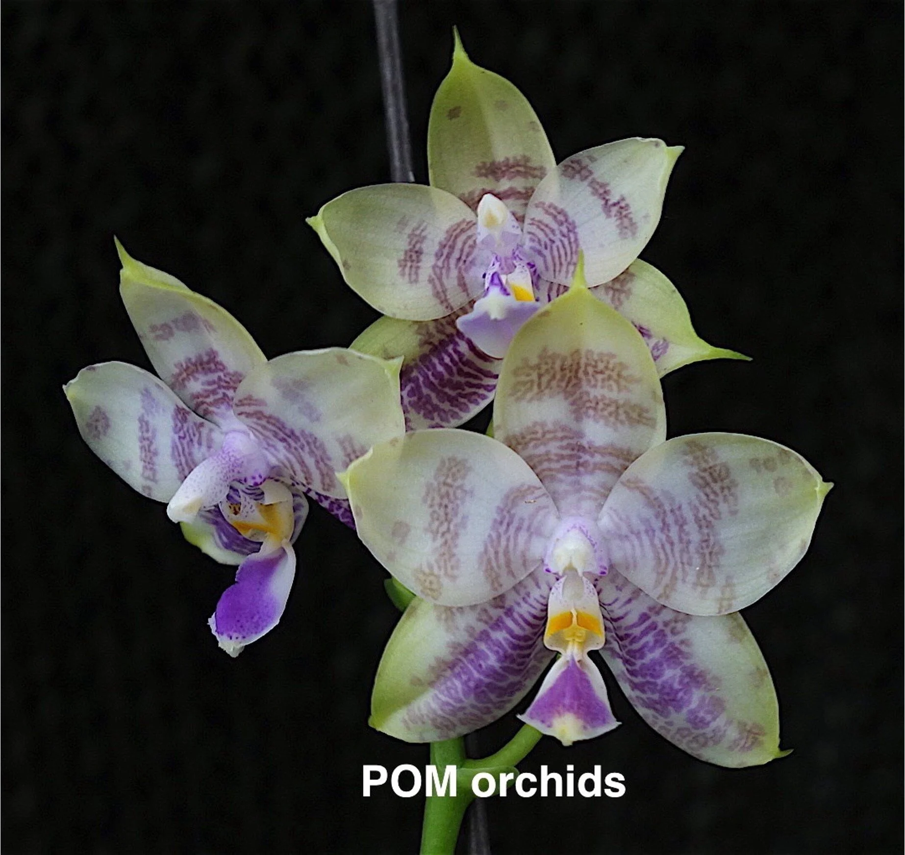 Phalaenopsis Mituo Reflex Bb 'POM' x  Phalaenopsis Mituo Blue Smurfs 'POM'