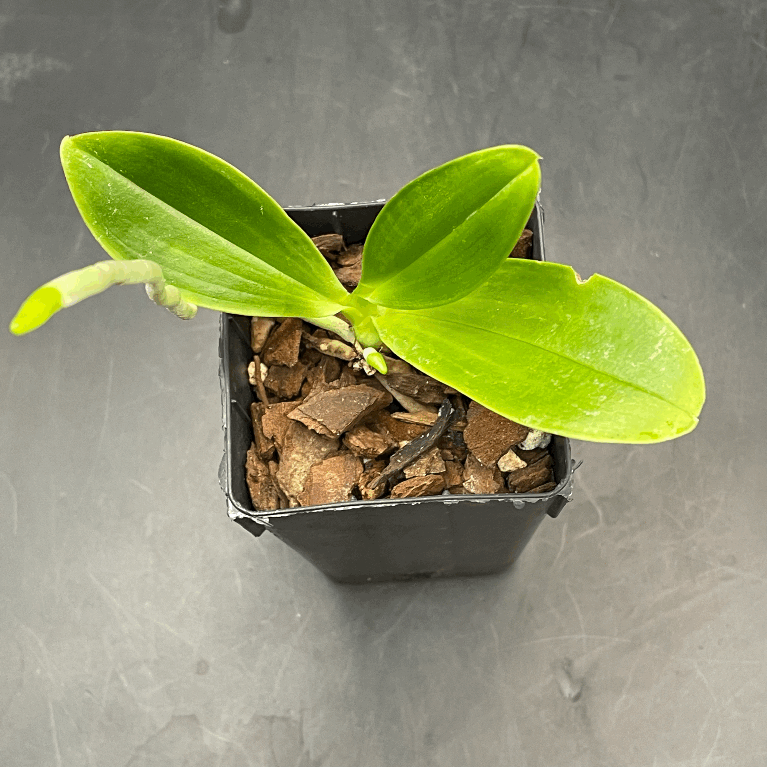Phalaenopsis hieroglyphica seedling for sale in NZ – grown by Orchid Obsession