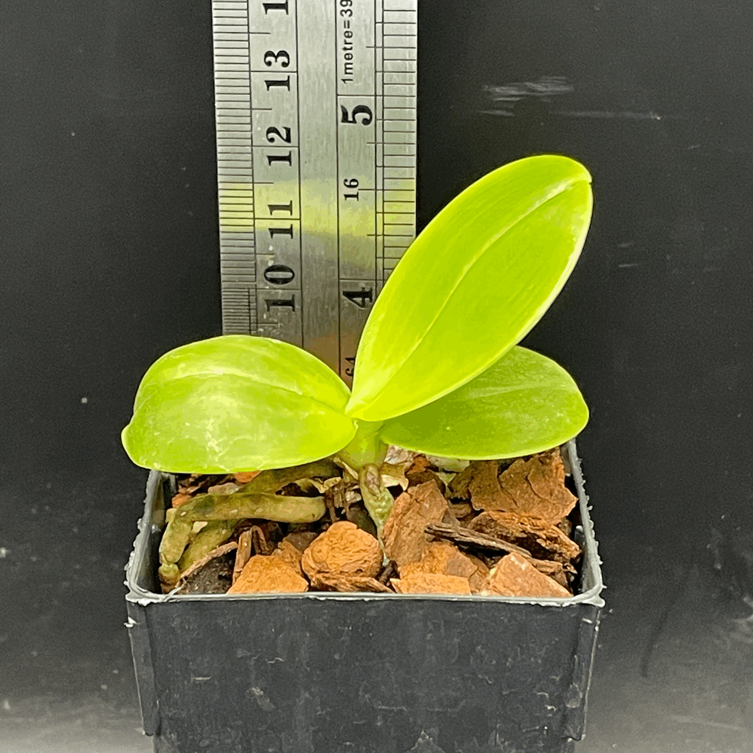 Phalaenopsis Tan Swee Kim × Mituo 24 Solar Terms ‘POM’ seedling for sale in NZ – grown by Orchid Obsession