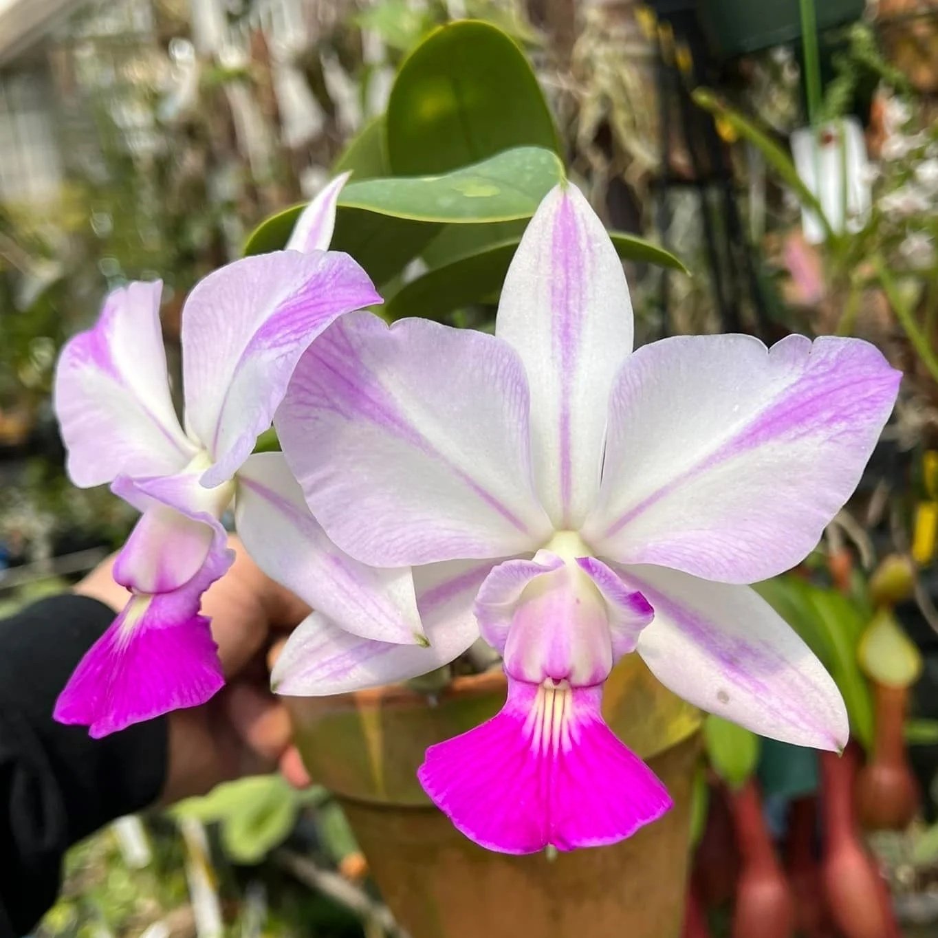 Cattleya walkeriana fma. flamea ‘Tokutsu’ GM/JOGA parent orchid – flamed purple veining and rich colour expression