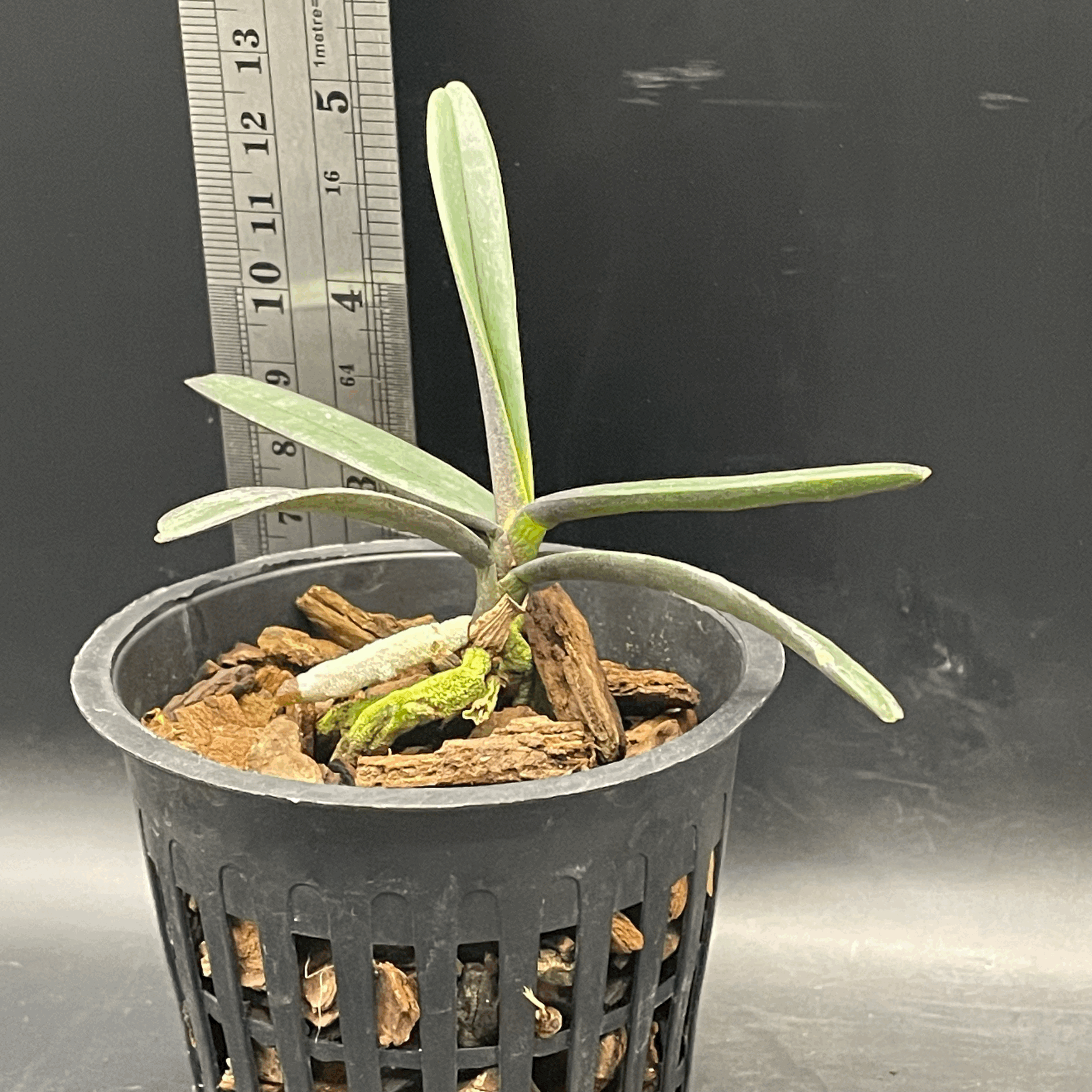 Renanthera monachica seedling for sale in NZ – healthy young plant grown by Orchid Obsession