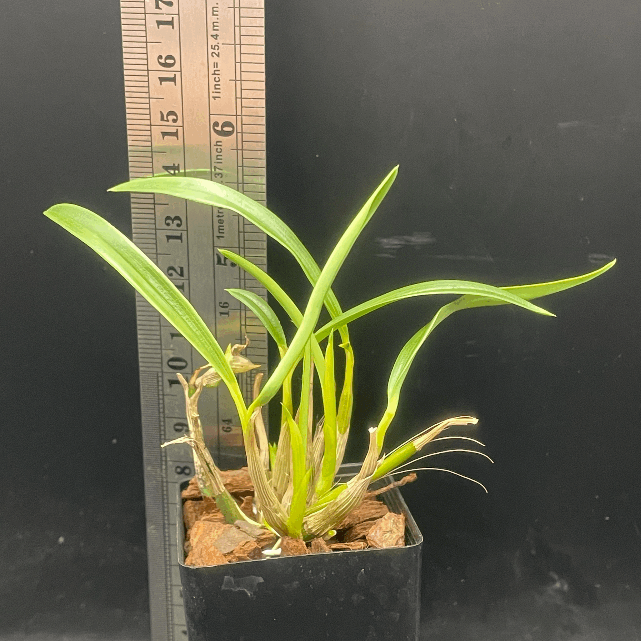 Dendrobium Standing Ovation  – seedling for sale in NZ – grown by Orchid Obsession