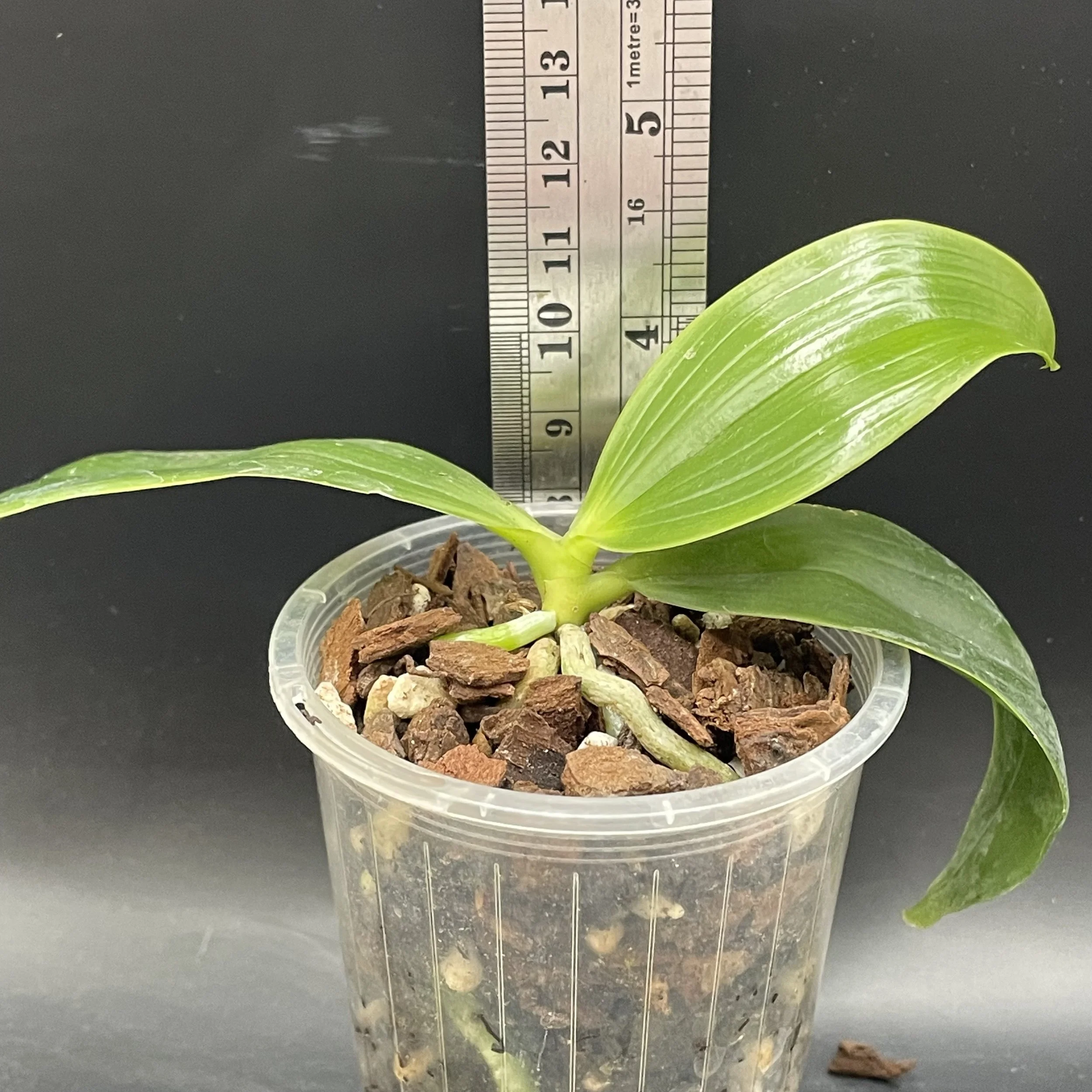 Phalaenopsis tetraspis × mariae seedling for sale in NZ – grown by Orchid Obsession