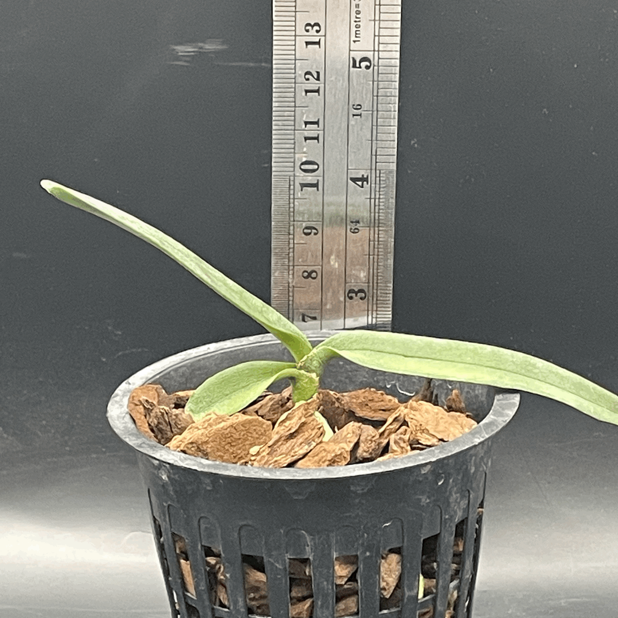 Angraecum elephantinum seedling for sale in NZ – grown by Orchid Obsession