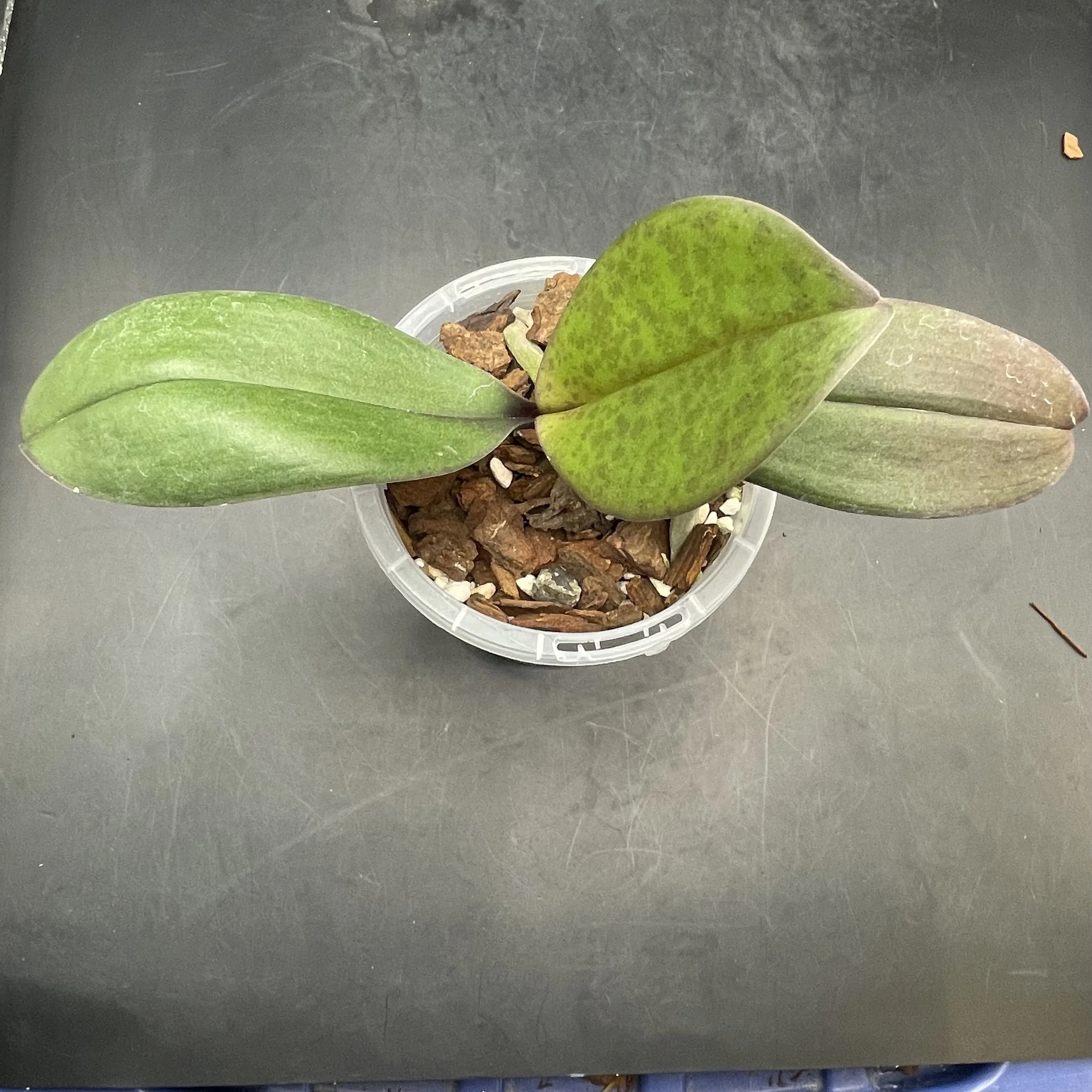 Phalaenopsis I-Hsin Rose Milkshake ‘Peloric’ seedling for sale in NZ – healthy young plant grown by Orchid Obsession