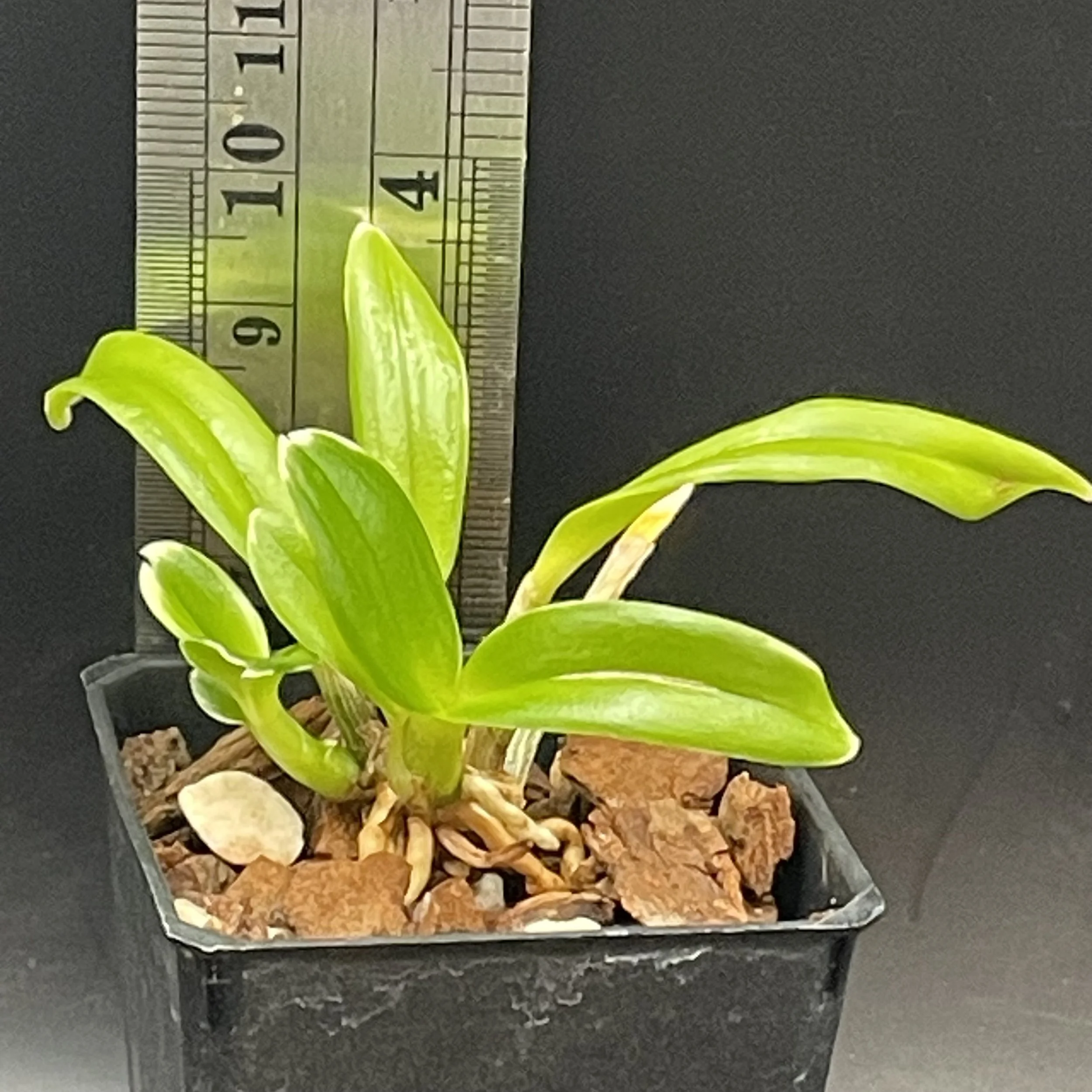 Dendrobium Dragon Fly ‘Variegated’ seedling for sale in NZ – grown by Orchid Obsession