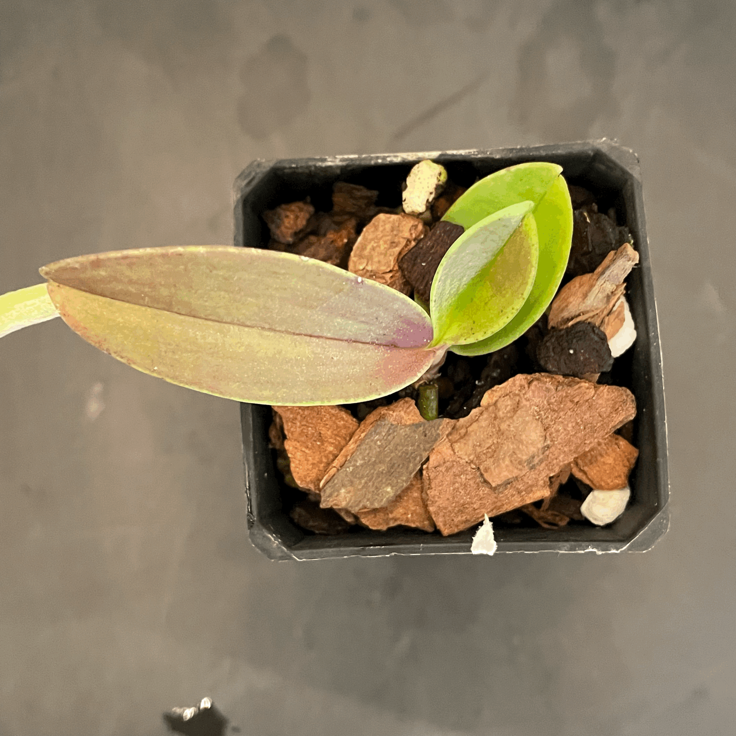 Phalaenopsis equestris var. rosea seedling for sale in NZ – grown by Orchid Obsession
