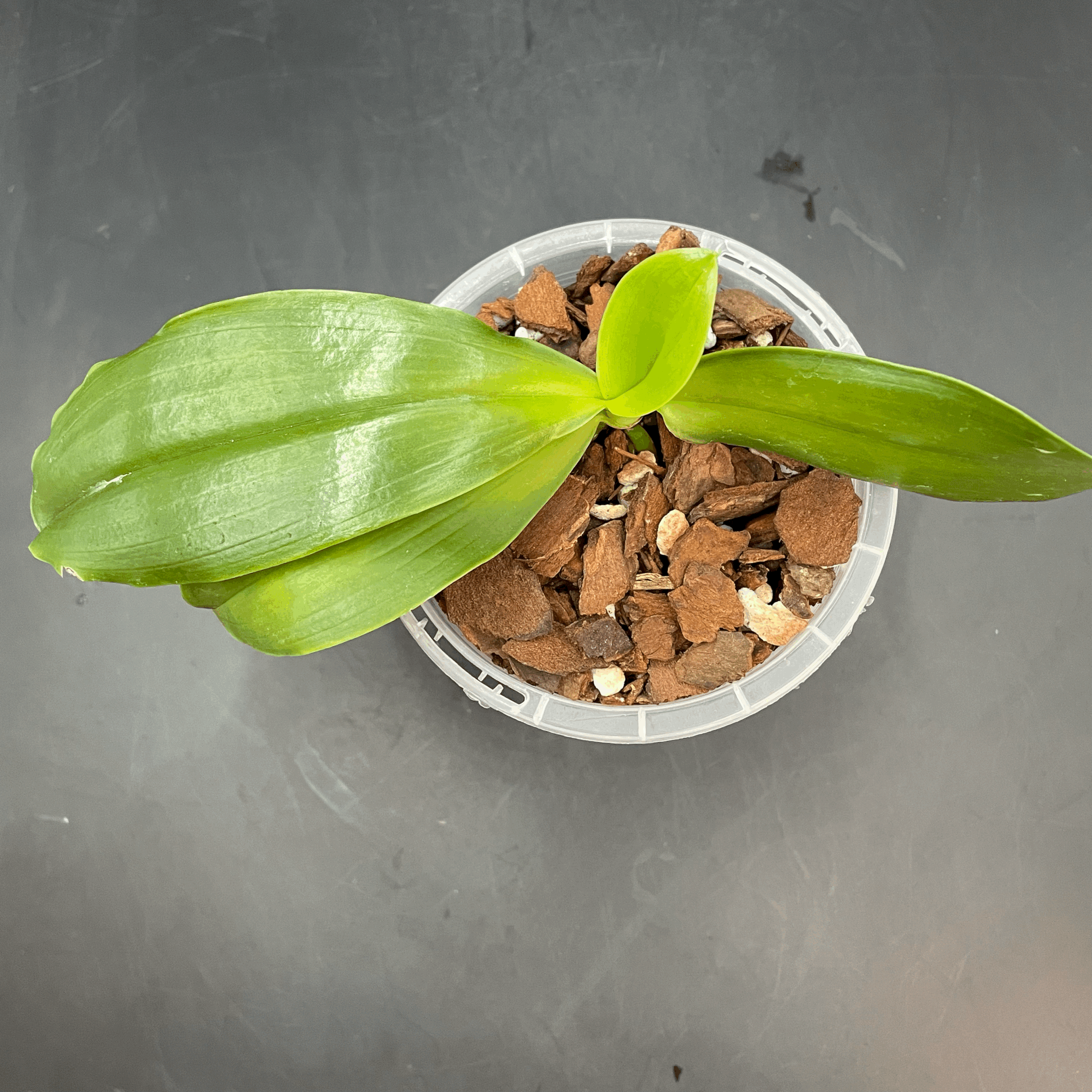 Phalaenopsis tetraspis × mariae seedling for sale in NZ – grown by Orchid Obsession