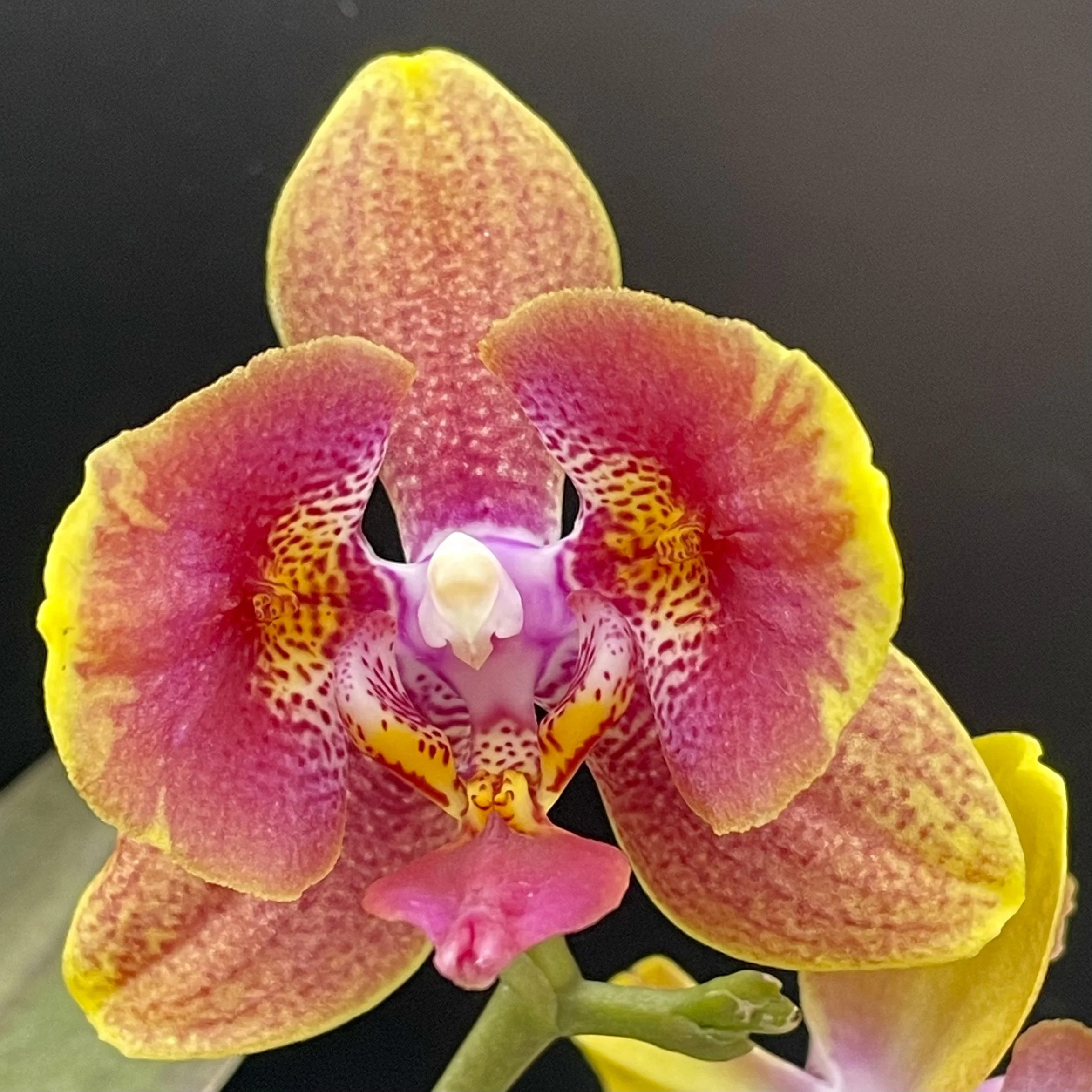 IN FLOWER  Phalaenopsis Brother Sara Gold 'Peloric'