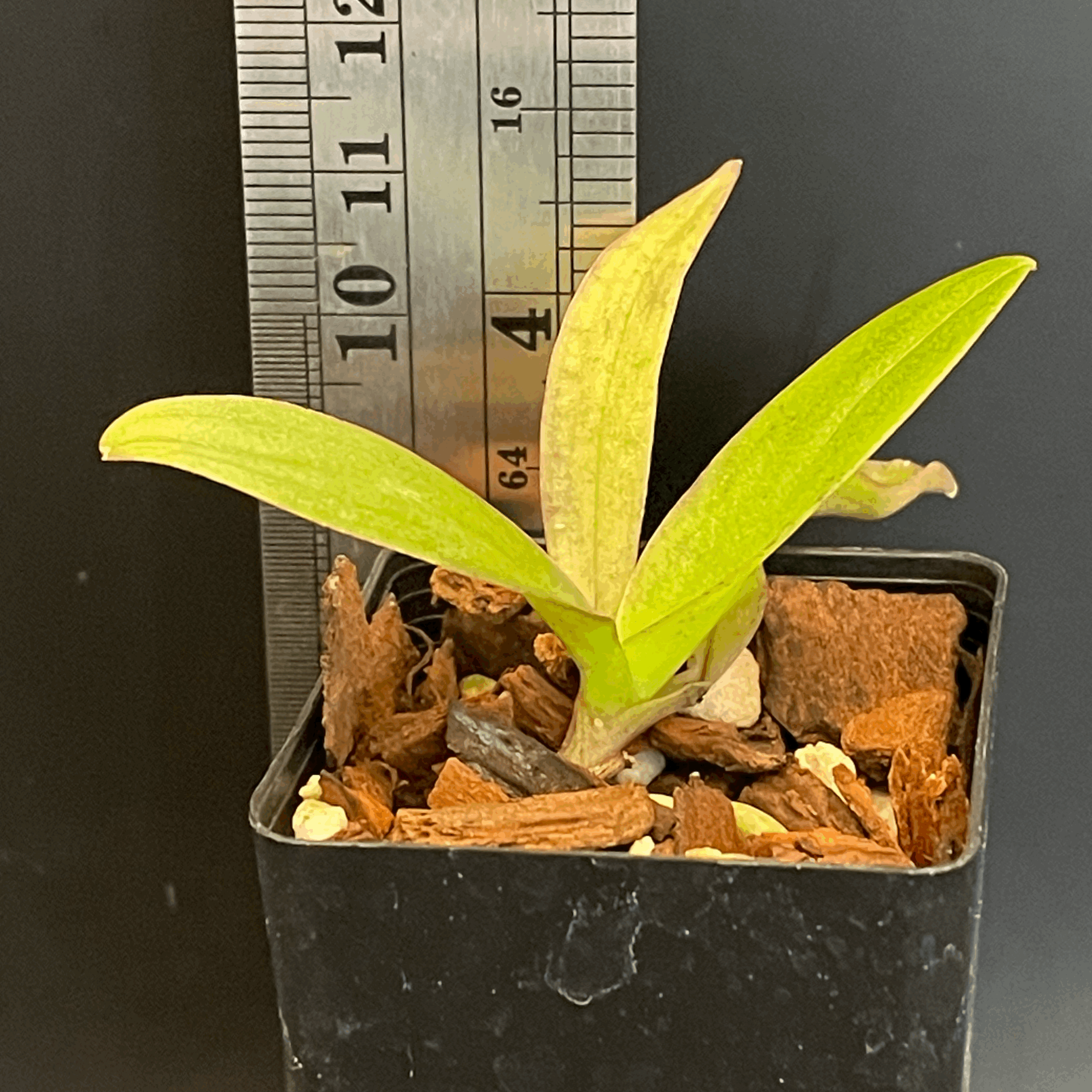 Phalaenopsis San Shia Swan seedling for sale in NZ – grown by Orchid Obsession
