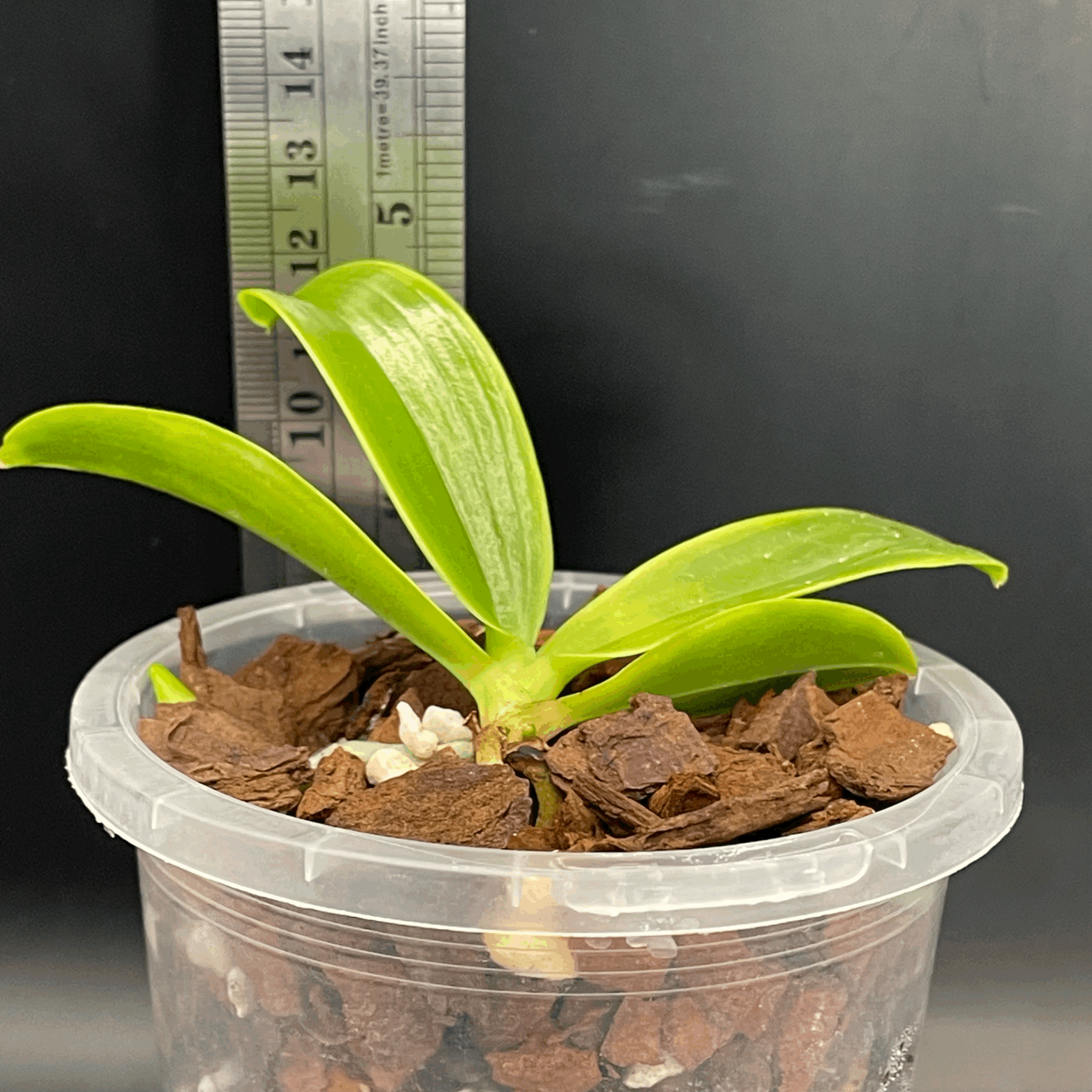 Phalaenopsis hieroglyphica seedling for sale in NZ – grown by Orchid Obsession