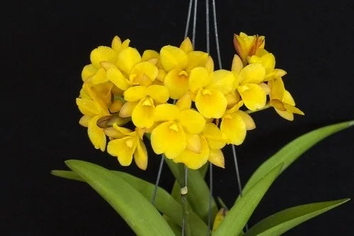 Guaritonia Why Not ‘Makana ke Akua’ orchid flower – clusters of butter-yellow blooms with orange-tinged sepals.