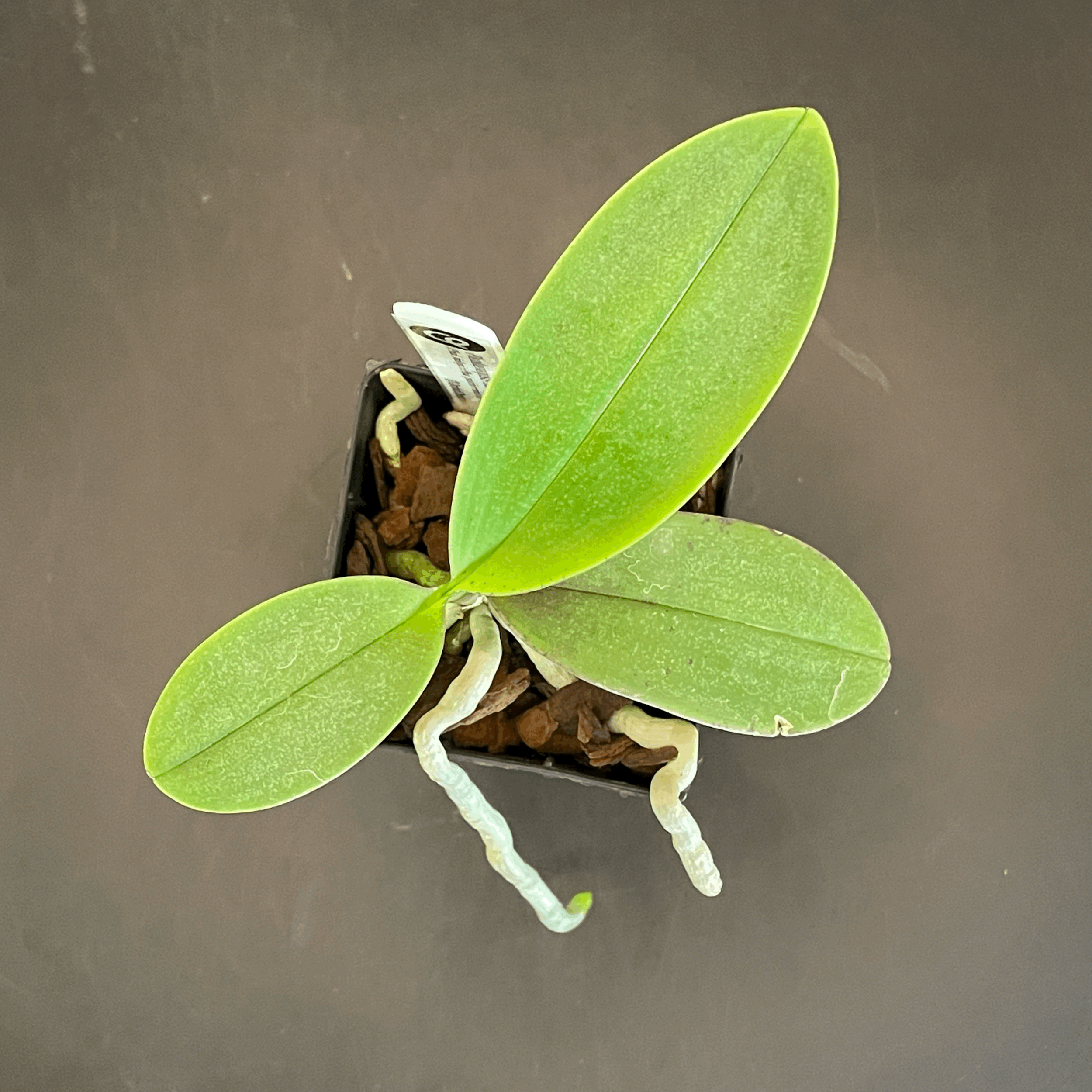 Phalaenopsis San Shia Swan seedling for sale in NZ – grown by Orchid Obsession