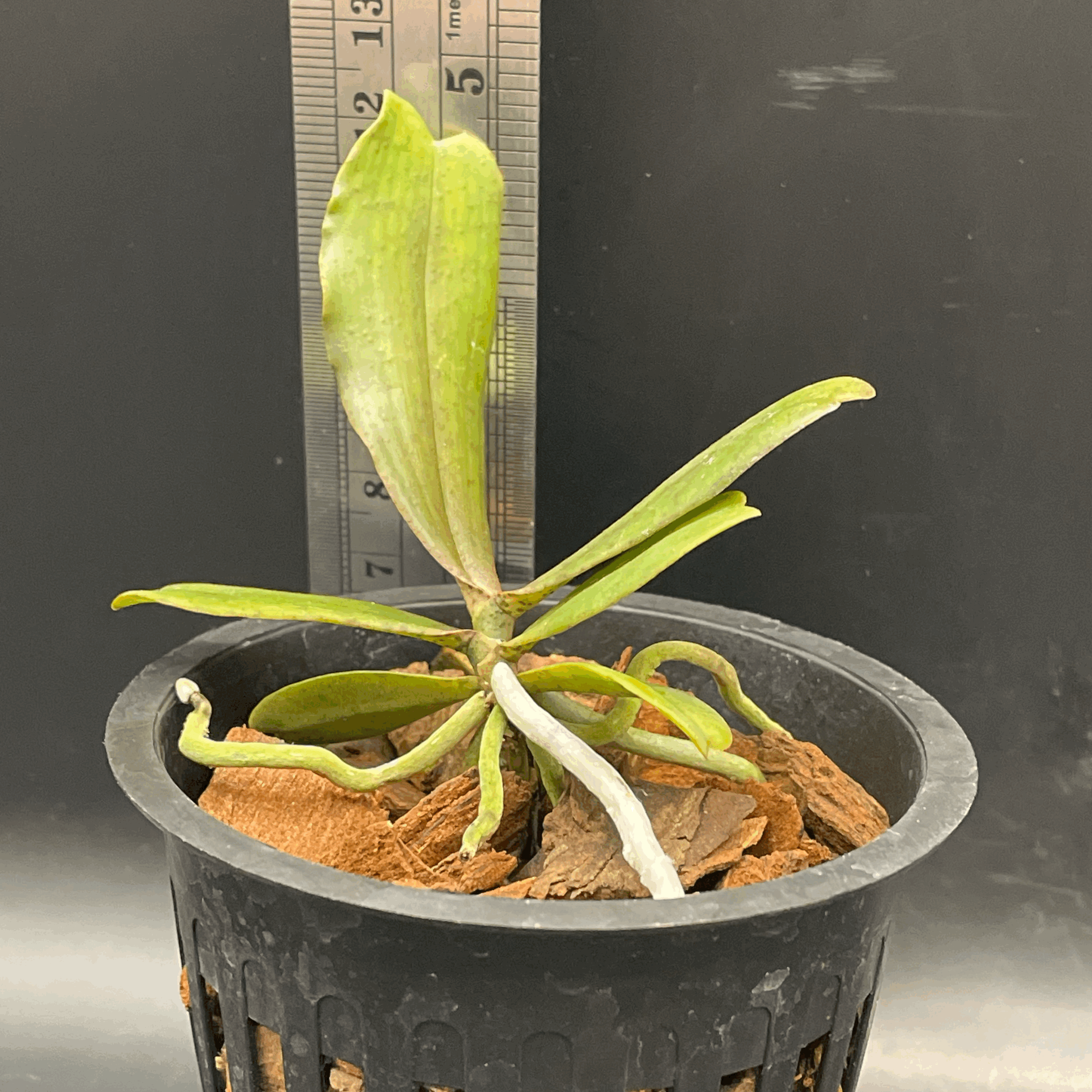 Aerangis biloba seedling for sale in NZ - grown by Orchid Obsession