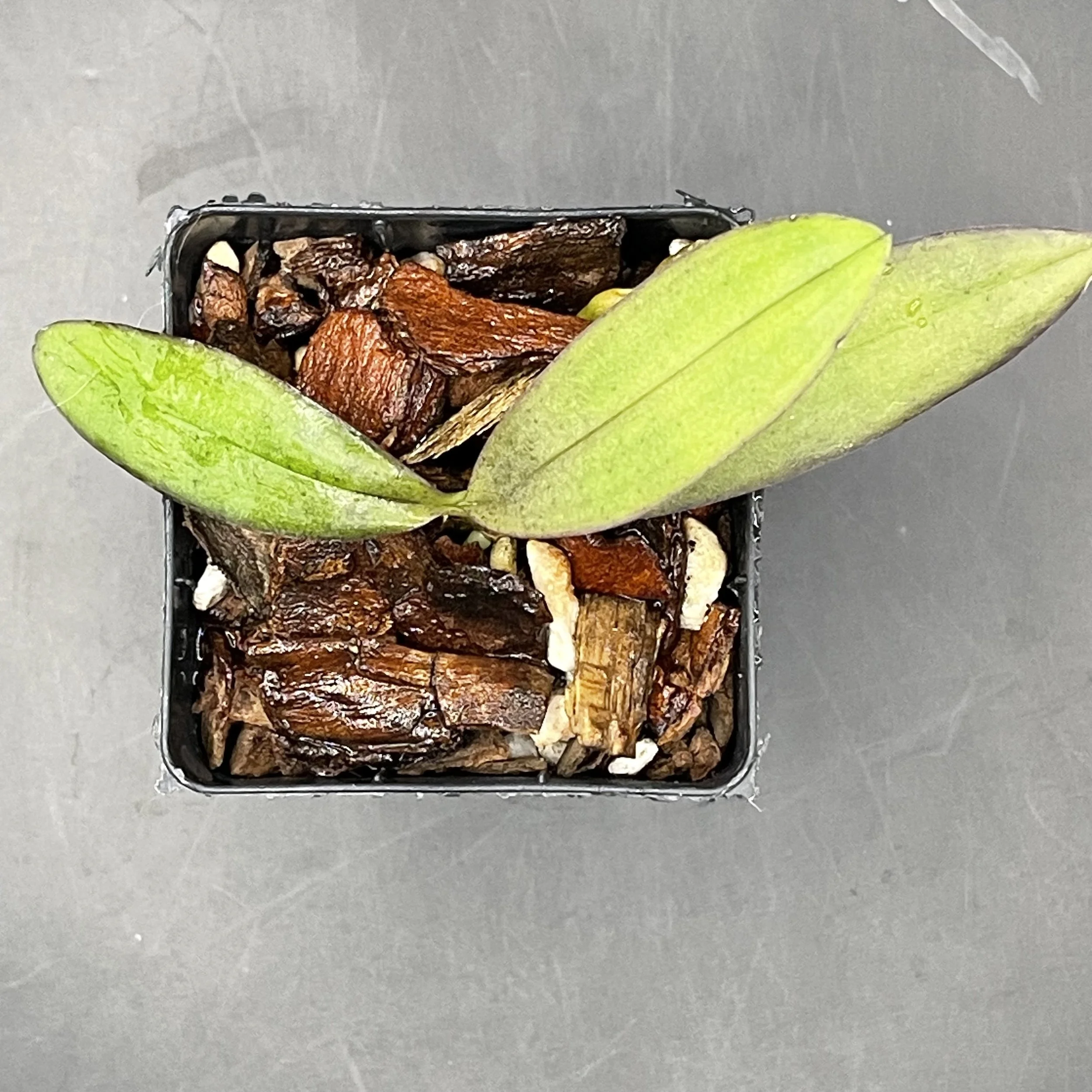 Phalaenopsis San Shia Swan seedling for sale in NZ – grown by Orchid Obsession