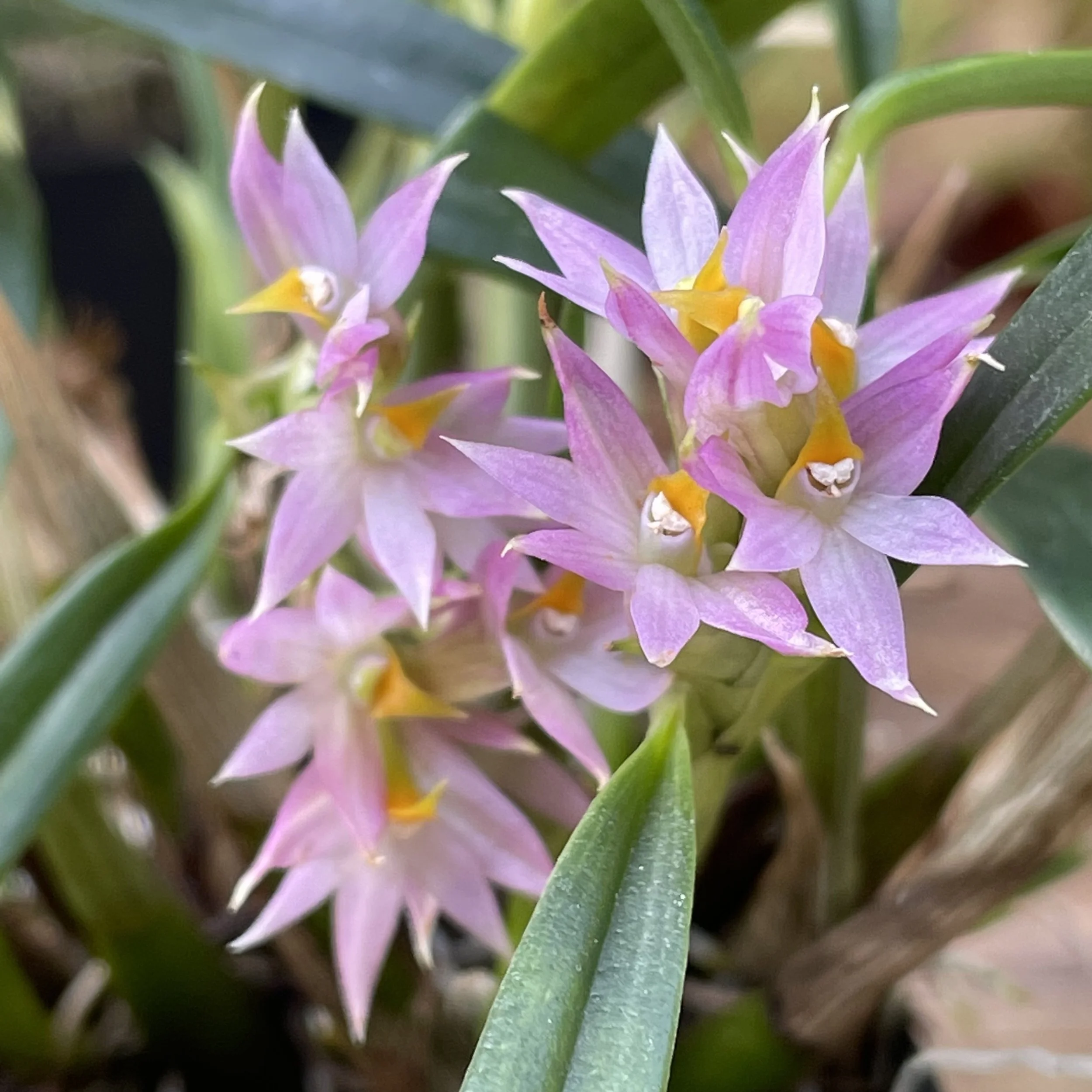 Dendrobium Standing Ovation