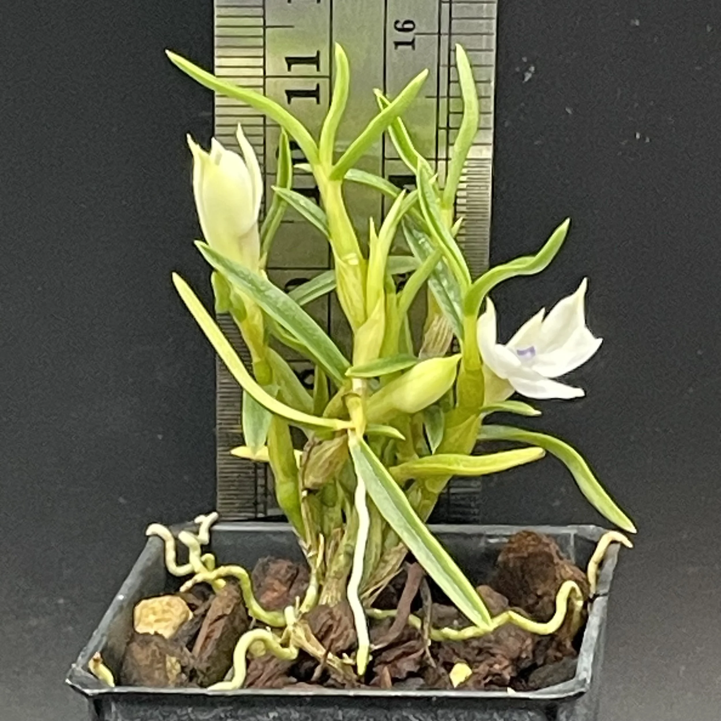 Dendrobium subuliferum seedling in flower for sale in NZ – grown by Orchid Obsession