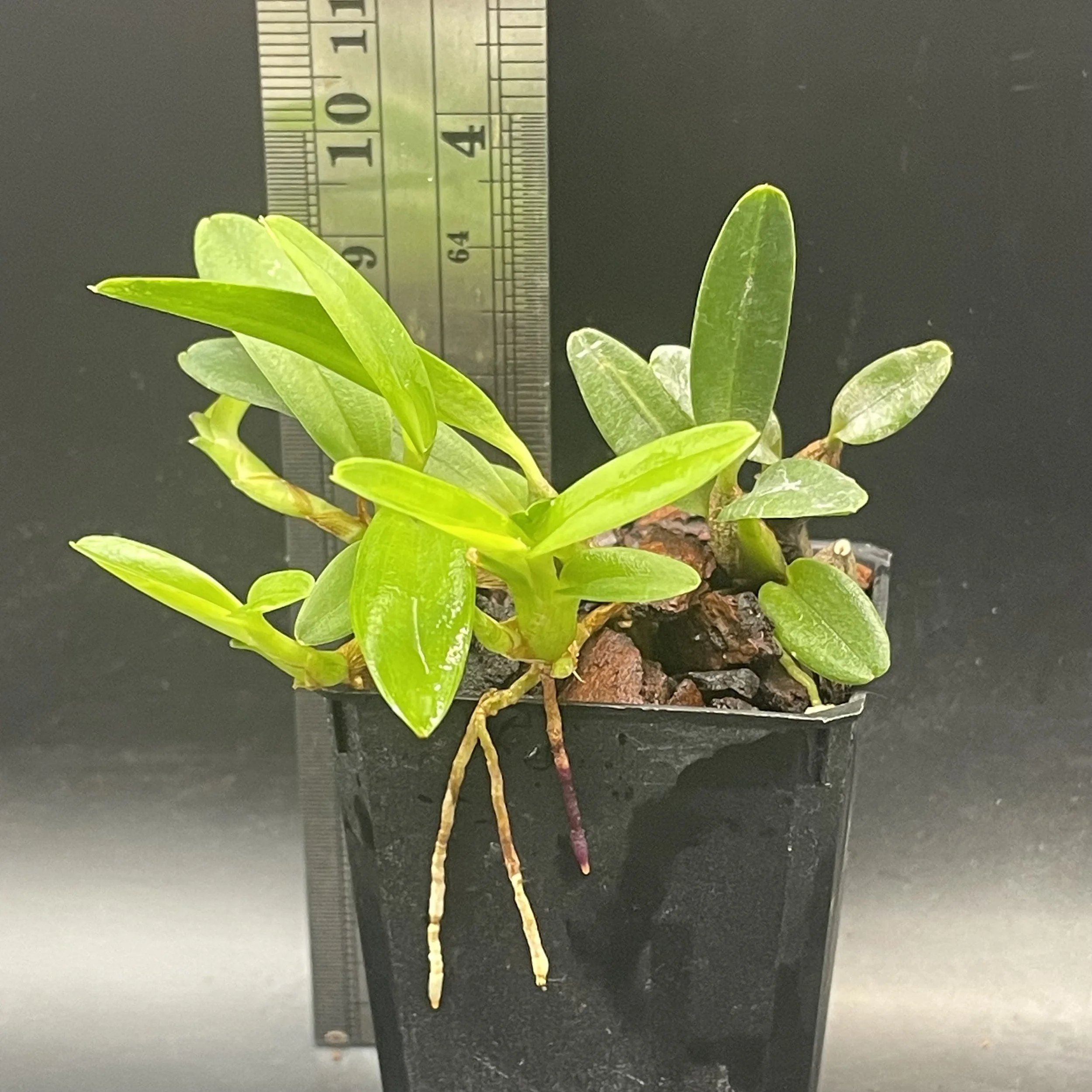Maxillaria sophronitis plant for sale in NZ – grown by Orchid Obsession