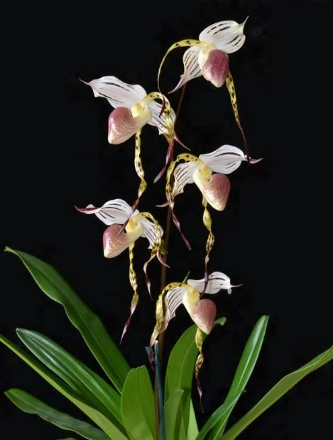 aphiopedilum stonei ‘Flying Angel’ parent orchid – example of flower.