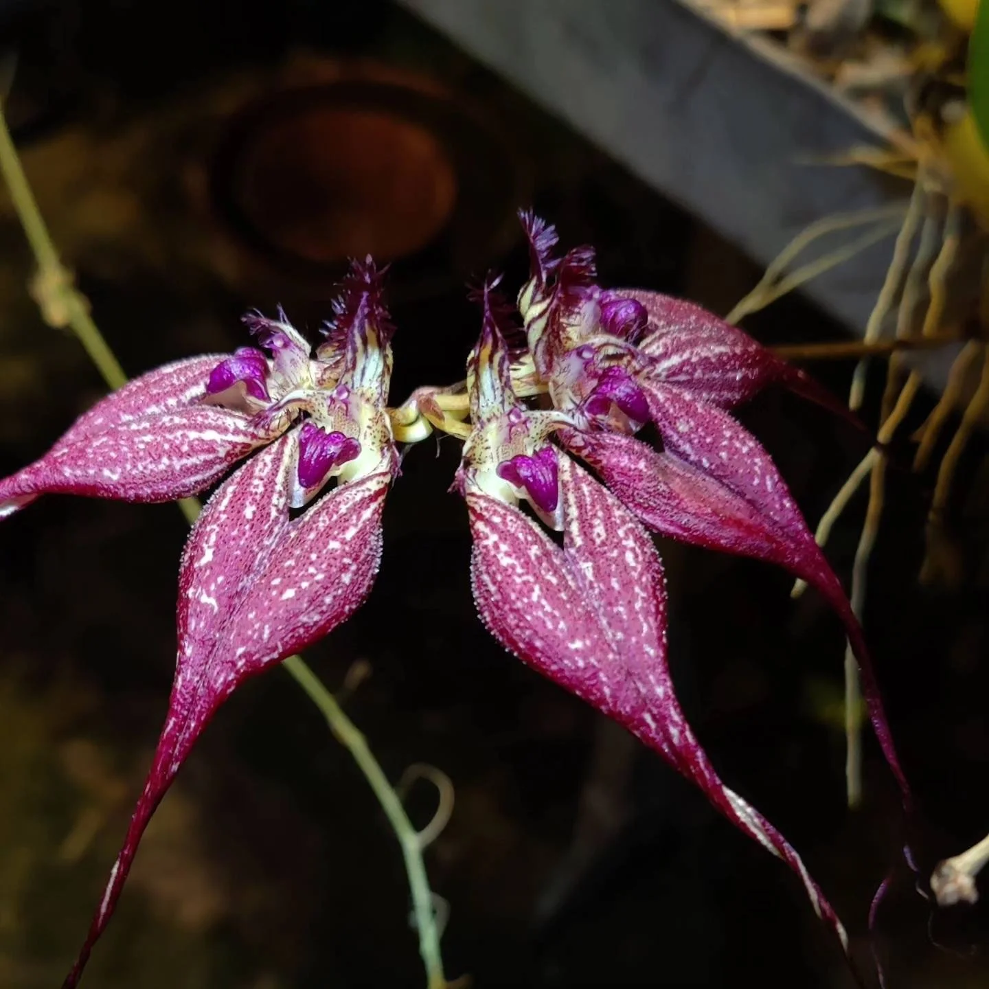 Bulbophyllum rothschildianum ‘Red Chimney’ FCC/AOS parent orchid – deep red, large‑flowered fan‑shaped umbel