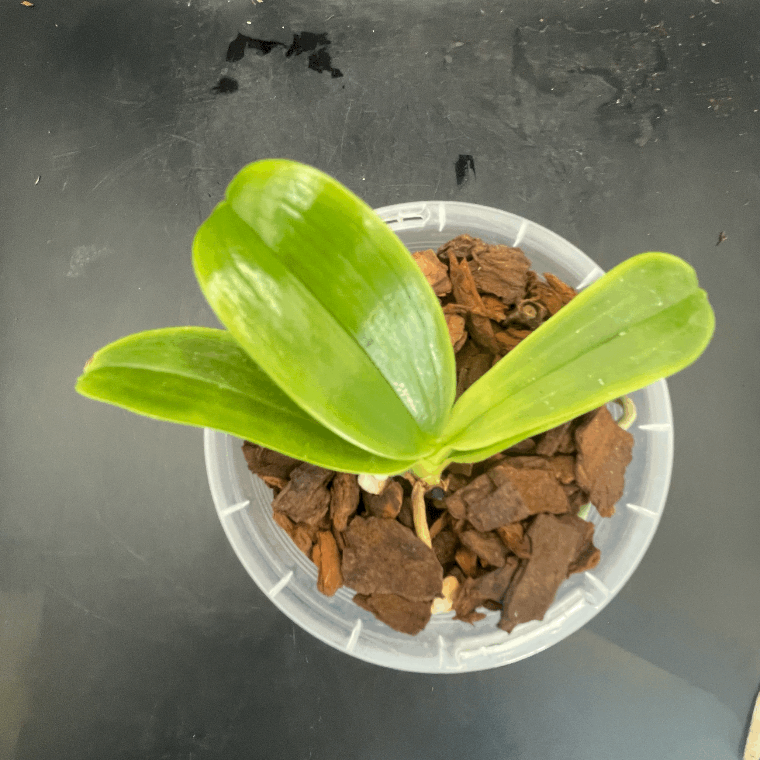 Phalaenopsis hieroglyphica seedling for sale in NZ – grown by Orchid Obsession