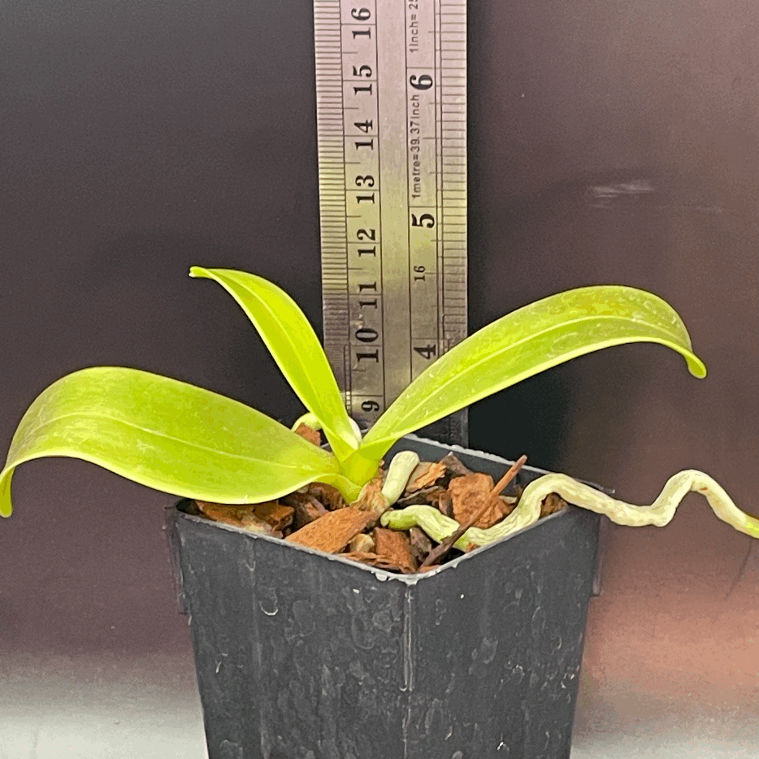 Phalaenopsis equestris var. aparri seedling for sale in NZ – grown by Orchid Obsession