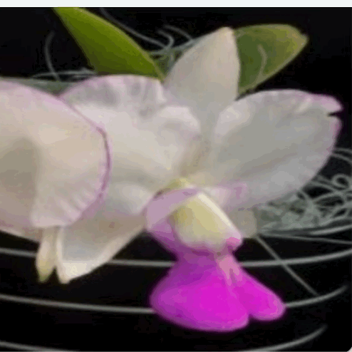 Cattleya walkeriana (f. semi-alba x f. flamea 'Tokutsu' GM/JOGA)