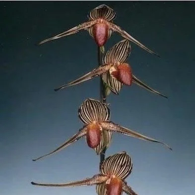 Paph+rothschildianum.jpg