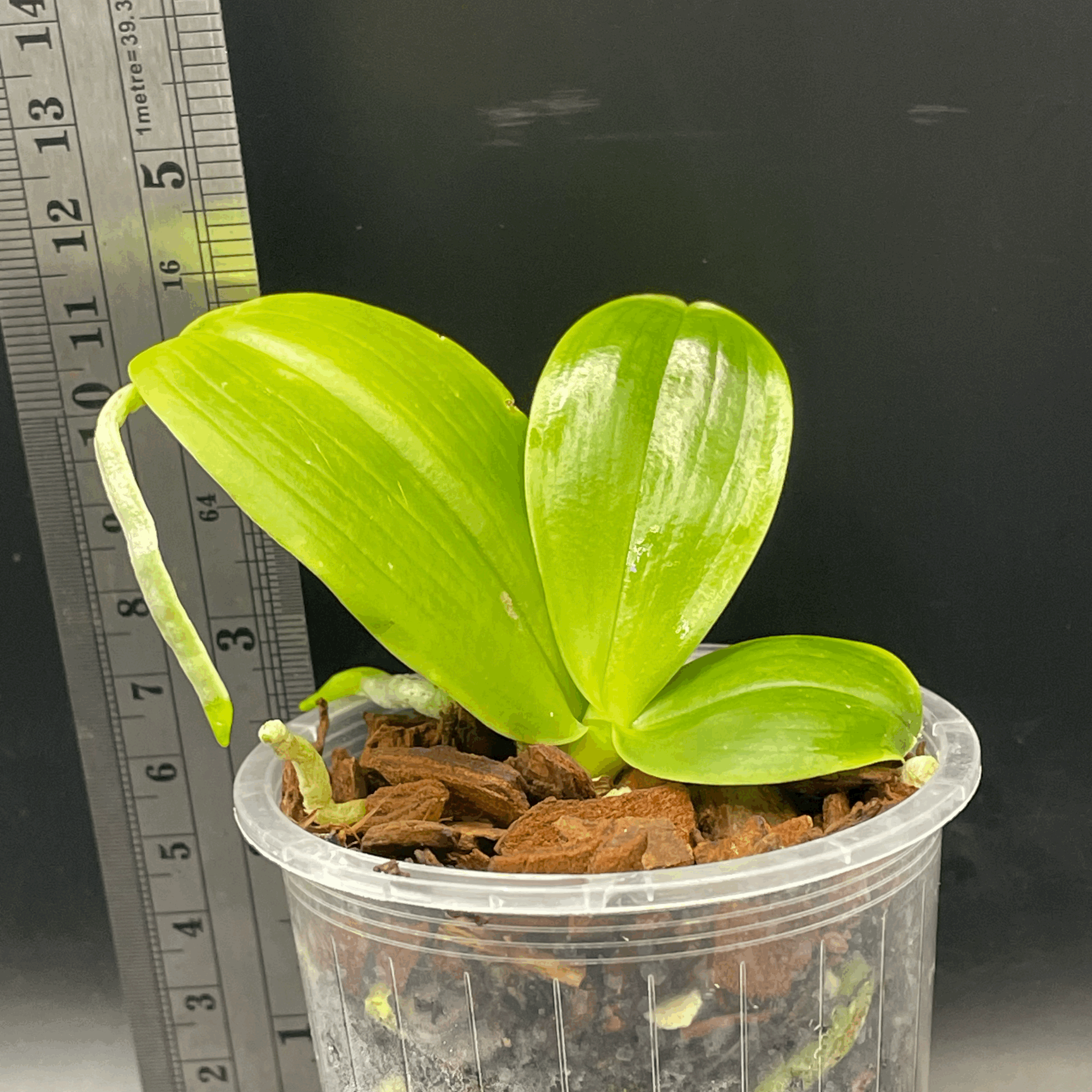 Phalaenopsis LD Bellina Eagle 'Mituo Red 2' x  Phalaenopsis Mituo Blue Smurfs 'POM'  seedling for sale in NZ – grown by Orchid Obsession