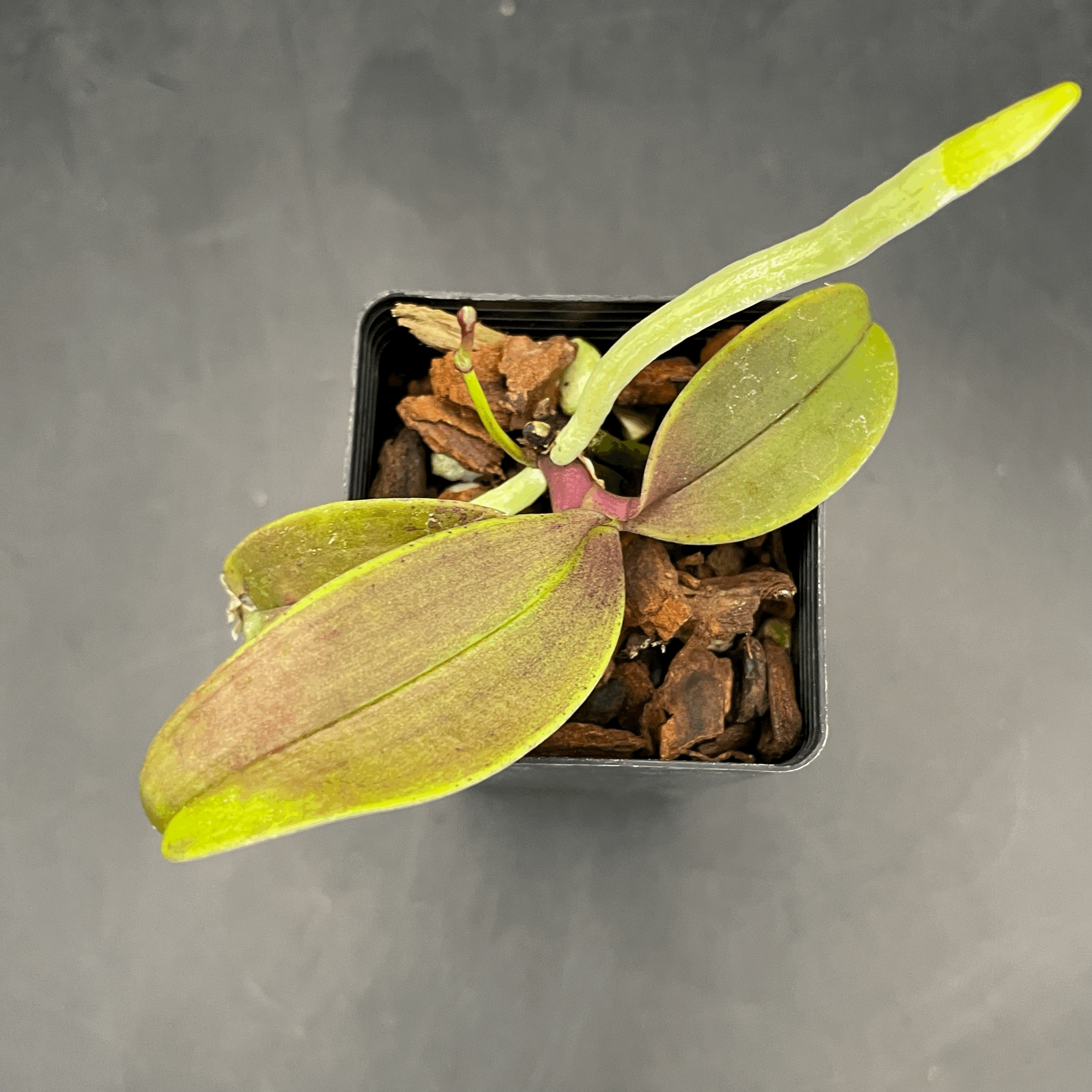 Phalaenopsis equestris var. rosea seed-grown plant for sale in NZ – grown by Orchid Obsession