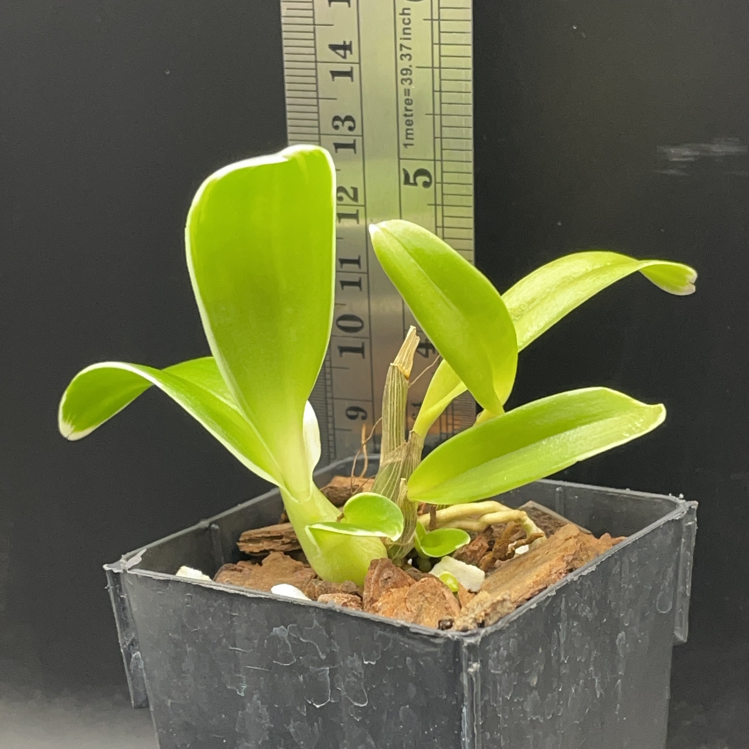 Dendrobium Dragon Fly ‘Variegated’ seedling for sale in NZ – grown by Orchid Obsession