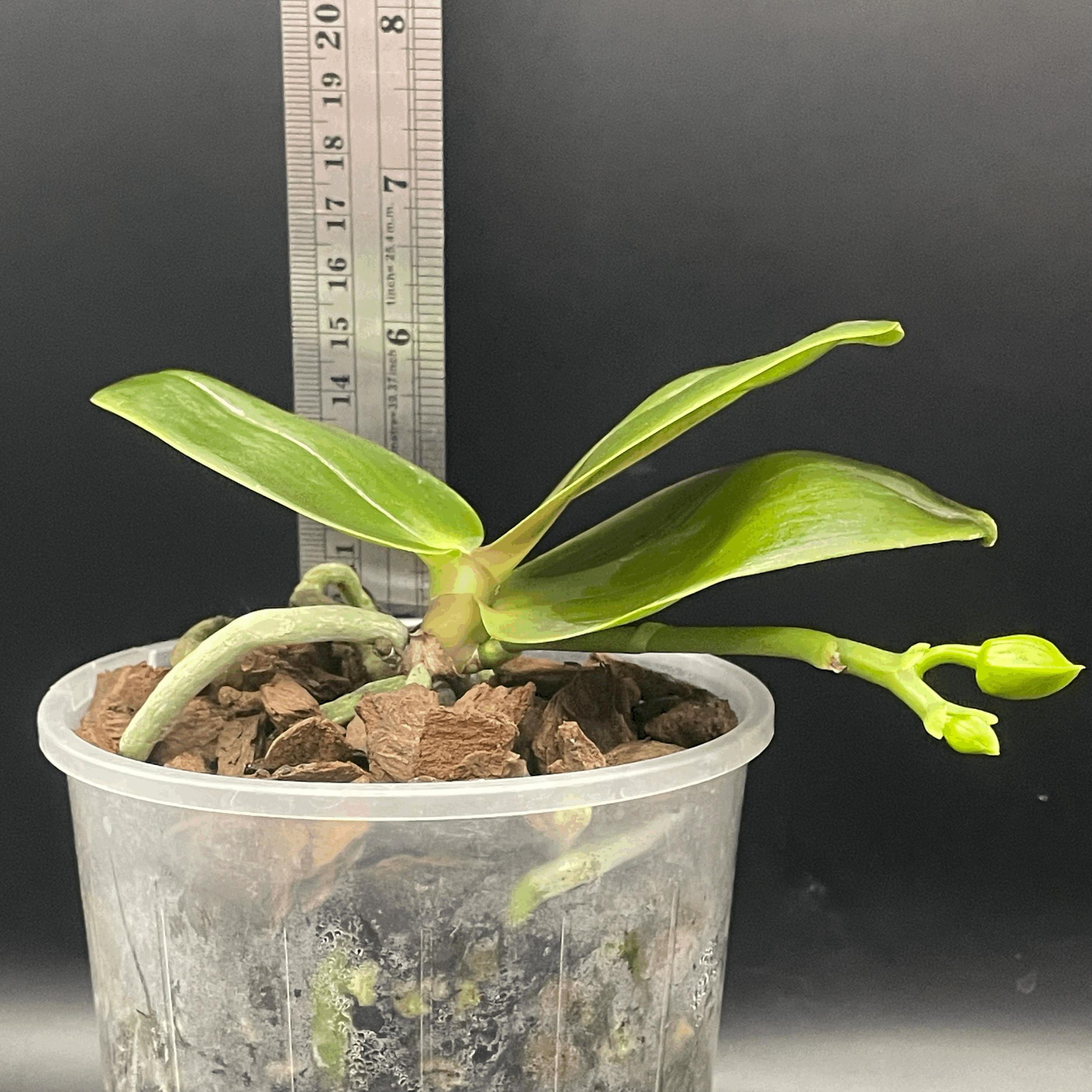 Phalaenopsis Allura ‘Mars’ seed-grown plant for sale in NZ – grown by Orchid Obsession