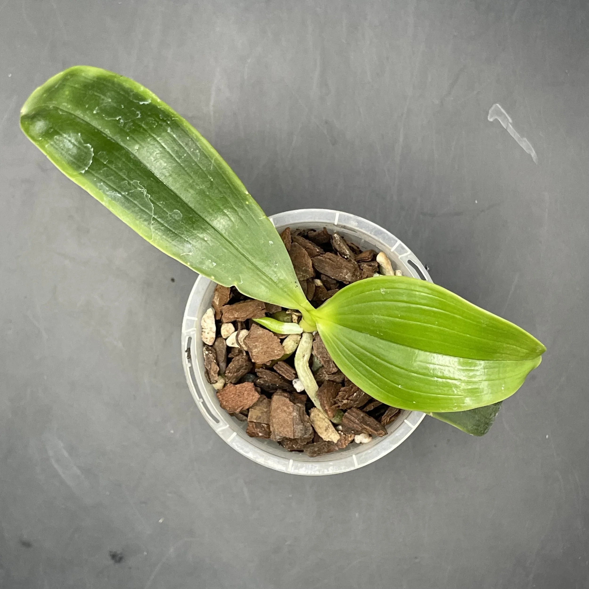 Phalaenopsis tetraspis × mariae seedling for sale in NZ – grown by Orchid Obsession