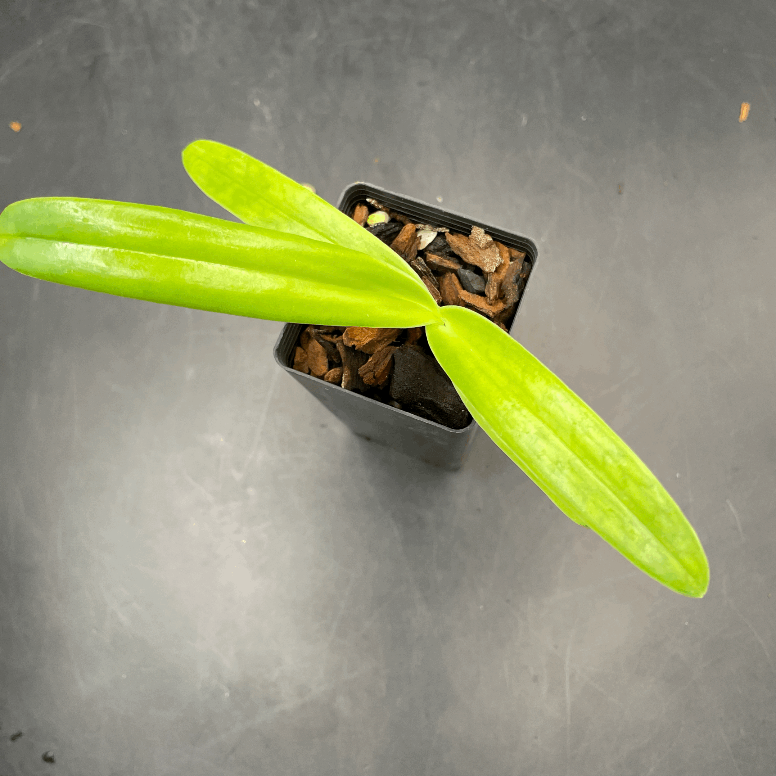 Paphiopedilum Prince Edward of York seedling for sale in NZ – grown by Orchid Obsession