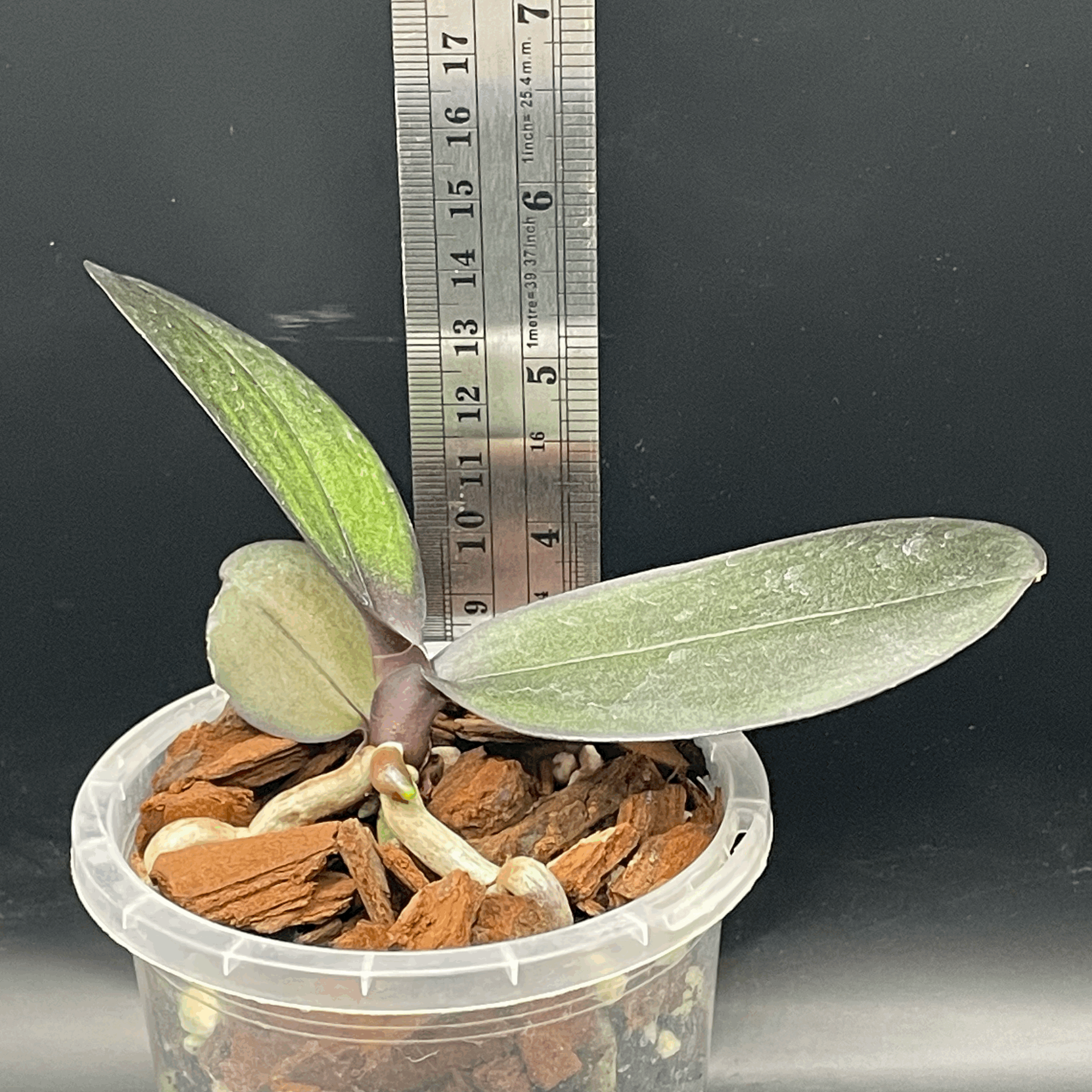 Phalaenopsis I-Hsin Yellow Leopard ‘Peloric’ seedling for sale in NZ – grown by Orchid Obsession