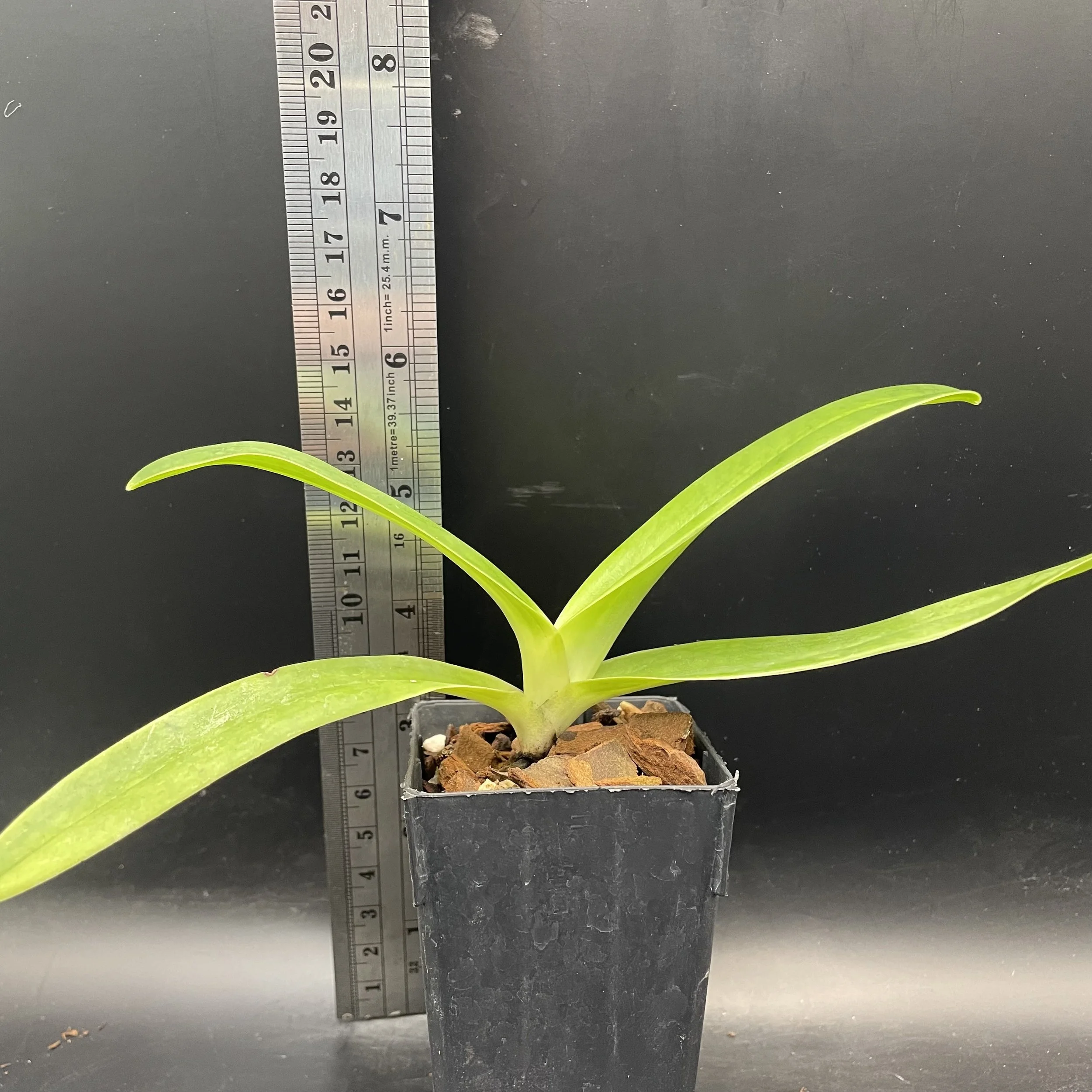 Paphiopedilum Lady Isobel seed-grown plant for sale in NZ – grown by Orchid Obsession