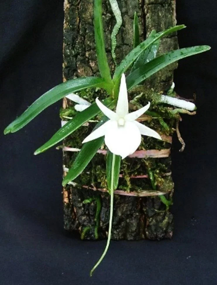 Angraecum didieri flower – white, night‑fragrant bloom with elegant spur