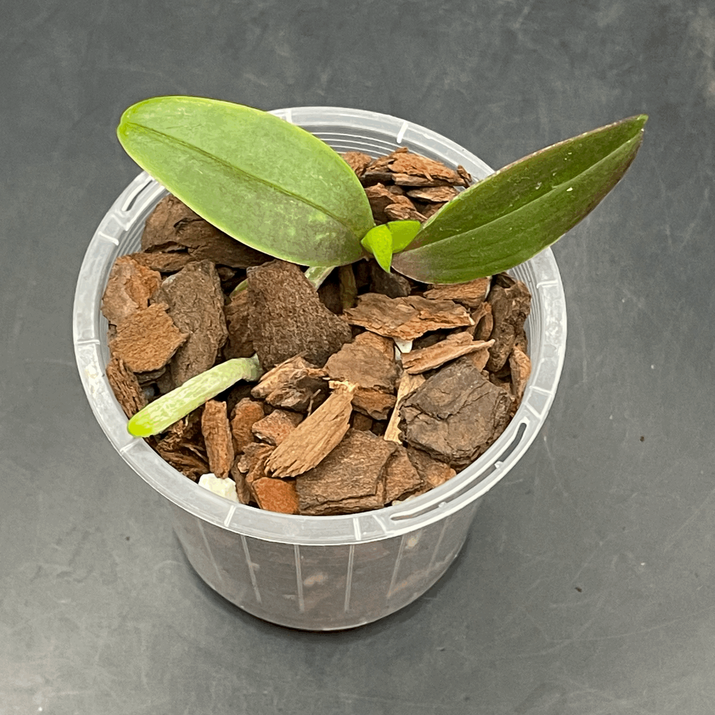Phalaenopsis equestris var. rosea seed-grown plant for sale in NZ – grown by Orchid Obsession