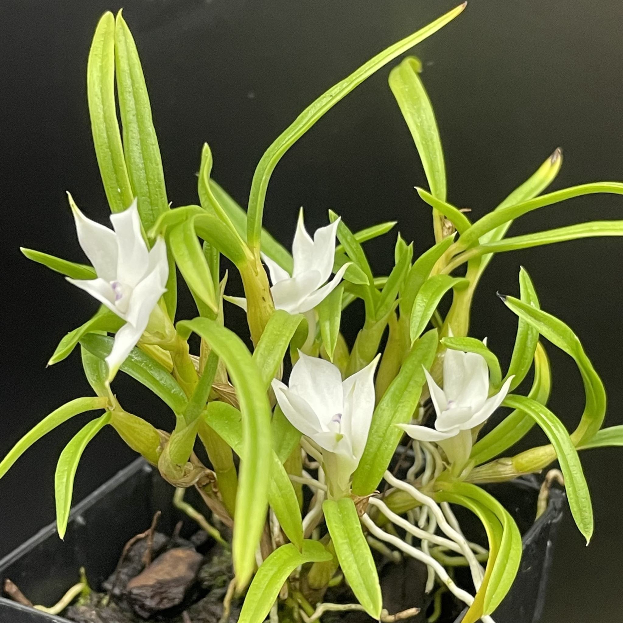 Dendrobium subuliferum