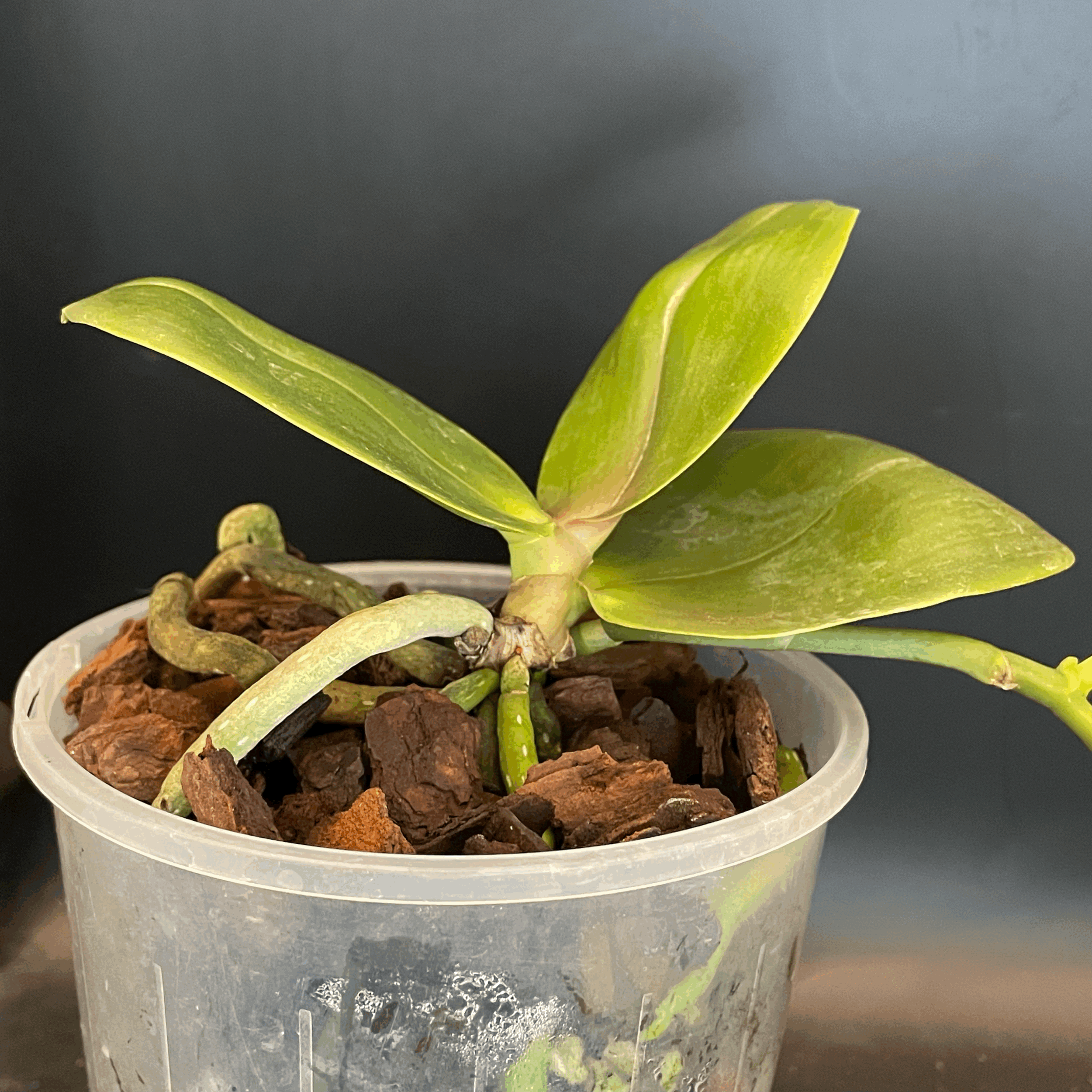 Phalaenopsis Allura ‘Mars’ plant for sale in NZ – grown by Orchid Obsession