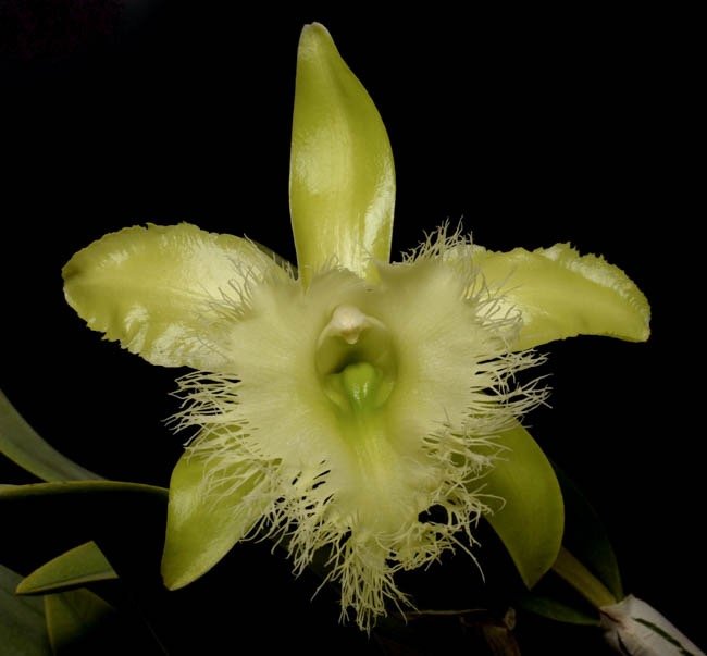Rhyncholaelia digbyana f. alba 'Mrs. Chase' AM/AOS 4N x self