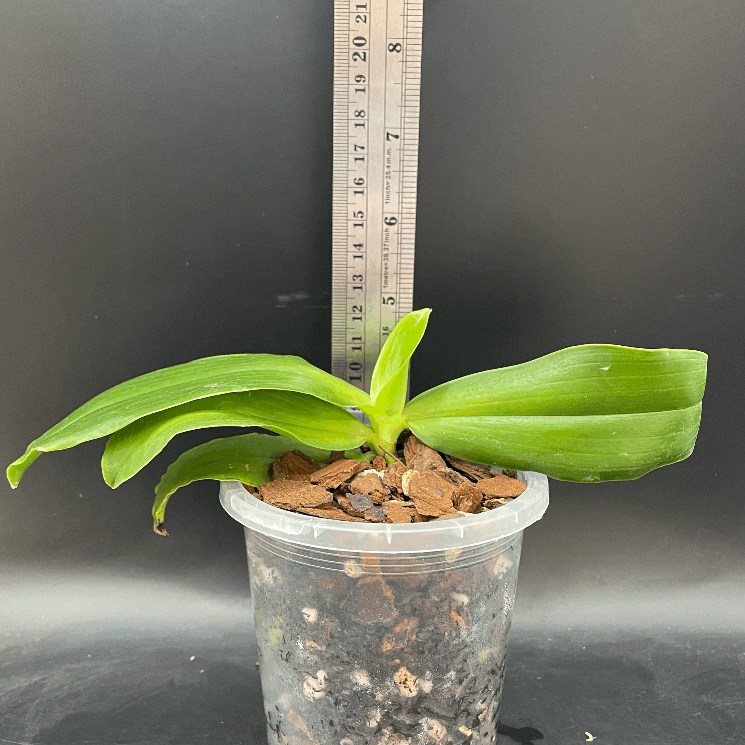 Phalaenopsis tetraspis × mariae seedling for sale in NZ – grown by Orchid Obsession