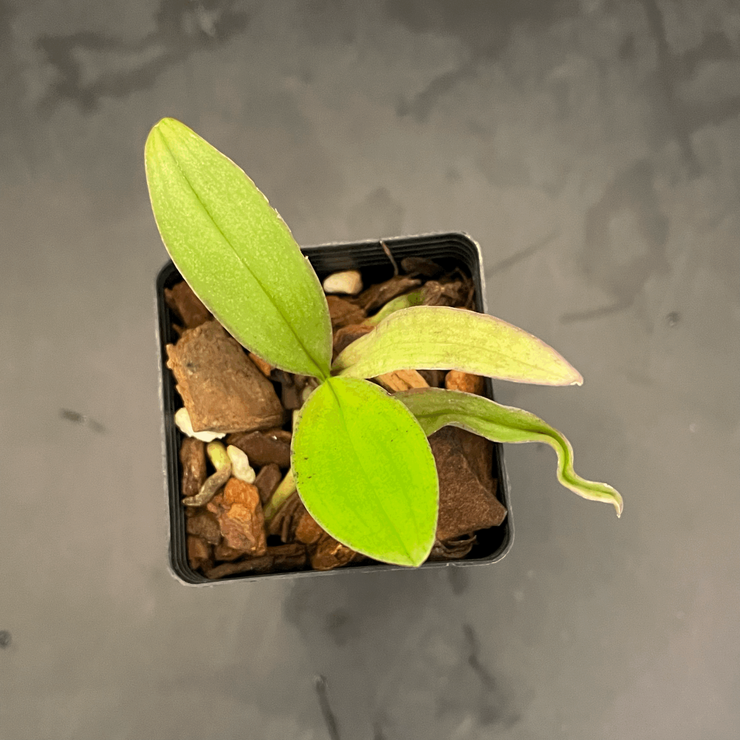 Phalaenopsis San Shia Swan seedling for sale in NZ – grown by Orchid Obsession