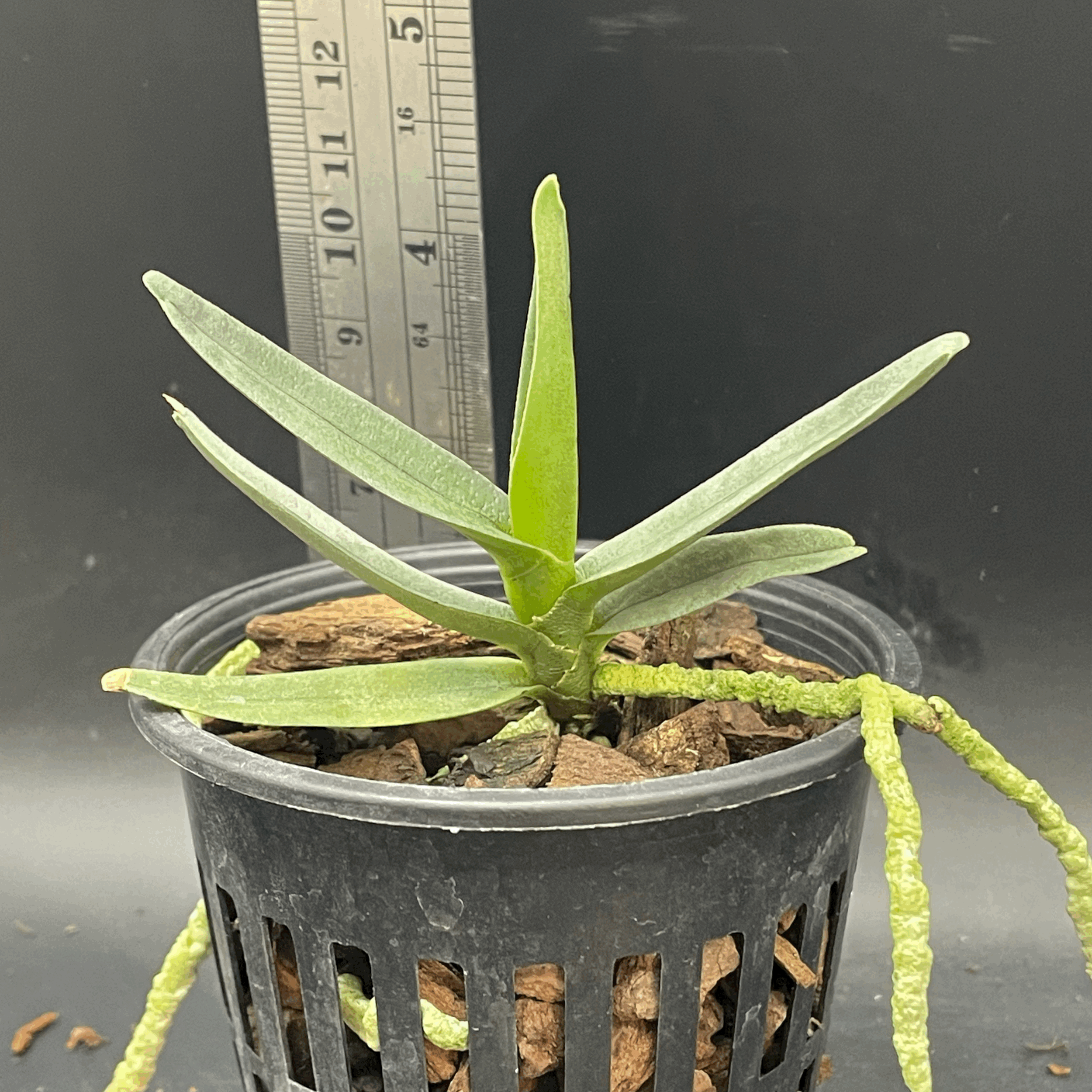 Angraecum didieri seedling for sale in NZ – grown by Orchid Obsession